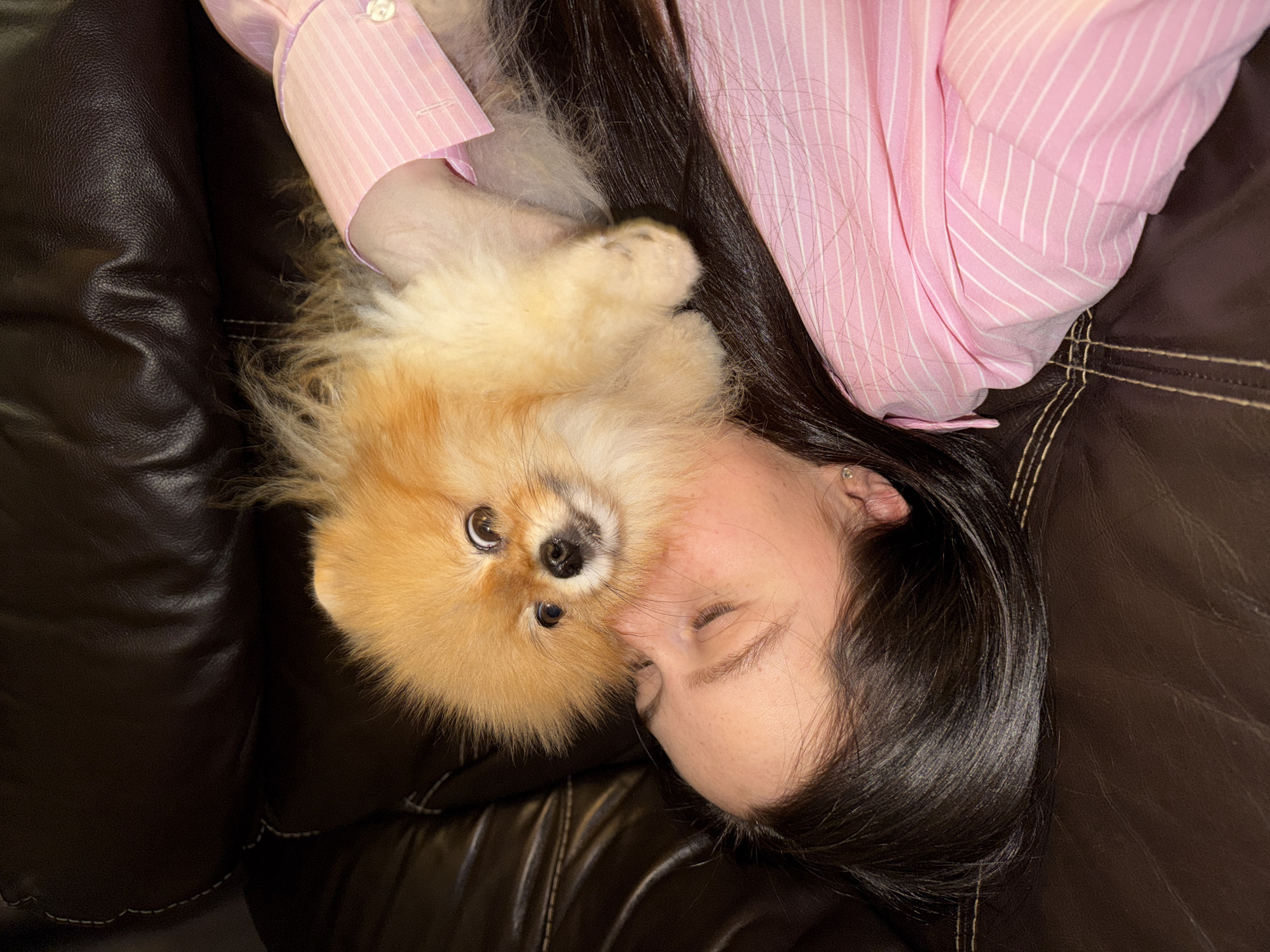 An overhead shot captures a woman and a small dog (a Pomeranian) lying together on a dark brown leather sofa. The image is taken from above, with the subjects oriented diagonally across the frame.
The woman is on the right side of the frame, lying on her side with her face facing towards the left and her eyes closed or looking downwards. She has dark hair and fair skin and is wearing a pink button-up shirt with white vertical stripes. A small earring is visible in her right ear.
Cuddled next to her face, on the left, is a fluffy, light orange and cream-colored Pomeranian dog. The dog is positioned on its back or side, with its front paws visible near the woman's shoulder. It has dark, expressive eyes and a small black nose, and is looking directly at the camera.
The background consists of the rich, dark brown leather of the sofa, which has visible stitching details, particularly on the left side and towards the bottom right. The overall impression is one of a cozy, affectionate, and relaxed indoor scene. There is no visible text in the image. The location context is Khimki, Russia.