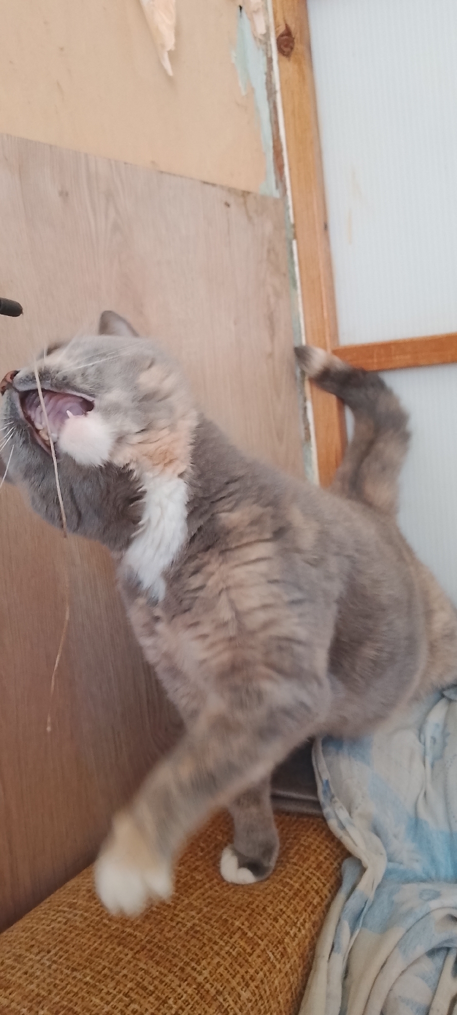 A calico cat is captured mid-yawn while perched on a textured orange surface, likely a chair or sofa. The cat's mouth is wide open, revealing its tongue and teeth. The background features a wooden surface and a wall with peeling wallpaper and some light blue paint. The overall impression is of an indoor setting, potentially a home, in Belgorod, Russia, though no specific city landmarks are visible.