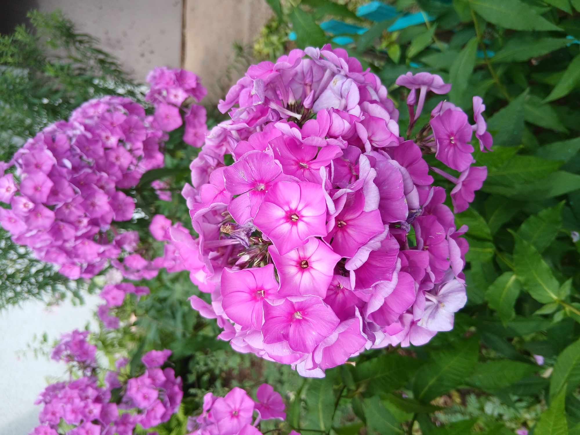 A close-up, eye-level shot captures a cluster of vibrant pink phlox flowers in bloom. The flowers are tightly packed, with some individual blossoms showing delicate, lighter pink edges and a darker pink center. The background is softly blurred, featuring more pink phlox in the distance, lush green foliage, and hints of a light-colored wall and a bright blue fence. The lighting suggests an outdoor setting, possibly a garden or park, with natural light illuminating the scene. The image is taken in Unknown, Unknown.