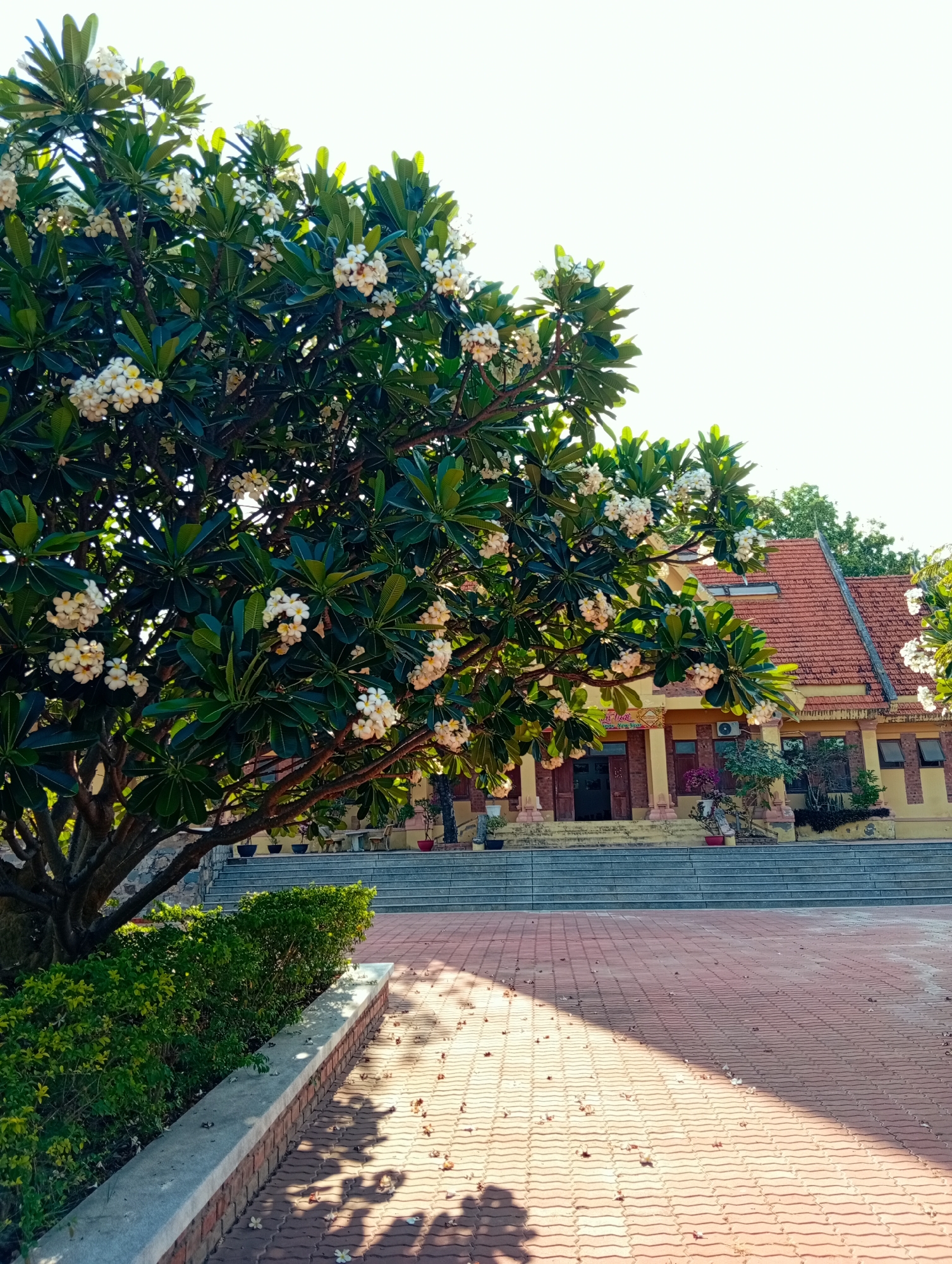 A vibrant outdoor scene in Phan Rang – Tháp Chàm, Vietnam, captured on a bright, sunny day. The dominant feature on the left is a large, leafy Plumeria (Frangipani) tree, abundant with clusters of white and yellow blossoms, its branches extending across much of the left and top-left frame. The sun casts distinct, dappled shadows from the tree onto the reddish-brown interlocking brick pavement in the foreground and mid-ground. A low, well-maintained green hedge runs parallel to a concrete and brick barrier on the left, separating the tree's base from the paved courtyard.
In the background, a traditional-style building with a prominent red-tiled roof and warm yellow walls is visible. It features decorative pillars flanking a main entrance, which is accessed by a wide, multi-tiered stone staircase. The building's architecture suggests it is likely a temple or pagoda, common in Vietnam. Above the central entrance, a red banner or sign bears Vietnamese text, which appears to read "NAM MÔ A DI ĐÀ PHẬT" (a common Buddhist chant). The sky above the building is bright and clear, almost white due to the sunlight. The scene conveys a sense of peacefulness and cultural heritage under a radiant sun.