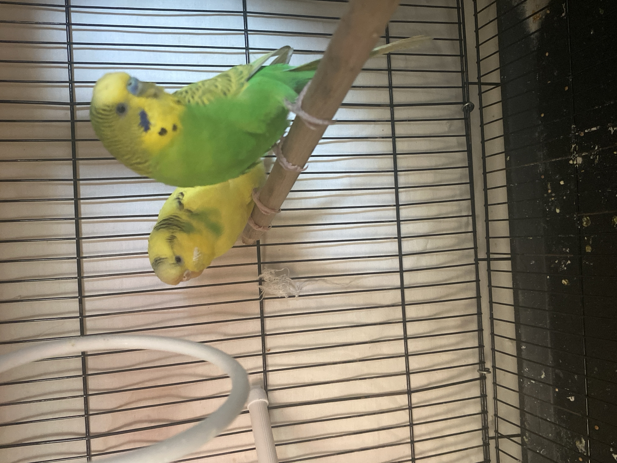 The image shows two budgerigars in a cage. The budgies are perched on a wooden dowel. One budgie is predominantly yellow with black markings on its head and wings. The other budgie is primarily green with black markings on its wings and back, and some yellow on its head. The cage has black metal bars and a white background behind the bars. There is a white circular object hanging from the top left of the cage. The bottom of the cage appears to be a tray with some scattered seeds and debris. The location is not discernible from the image.