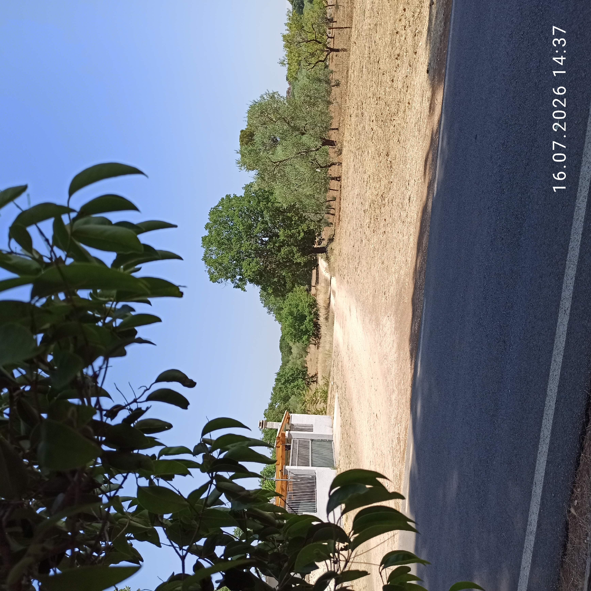 The image depicts a rural roadside scene in Grumo Appula, Italy, on July 16, 2026, at 14:37. In the foreground, an asphalt road with a white stripe runs horizontally across the bottom of the frame. To the left, the branches and dark green leaves of a tree overhang the road. Beyond the road, a dirt path winds through a dry, grassy field towards a small, white building with a metal fence and a wooden-covered pergola. Further in the background, a variety of trees, including olive trees, dot the landscape under a clear blue sky. The overall environment suggests a sunny, dry day in a Mediterranean rural setting.