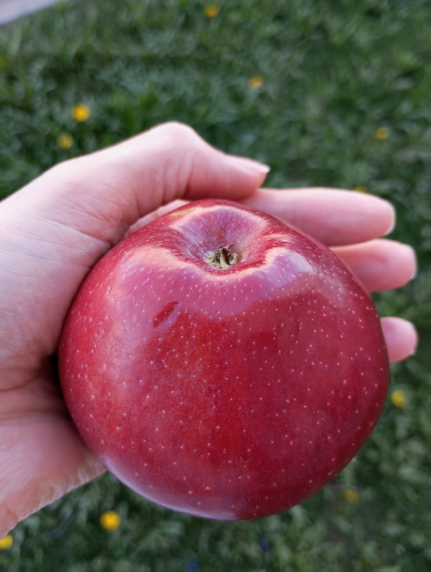 A close-up shot shows a hand holding a red apple outdoors. The apple is round and shiny, with small white speckles covering its surface. The hand is fair-skinned with short fingernails. The background is blurred, showing green grass with small yellow flowers scattered throughout. There is no information available to determine that this image was taken in Izhevsk, Russia.