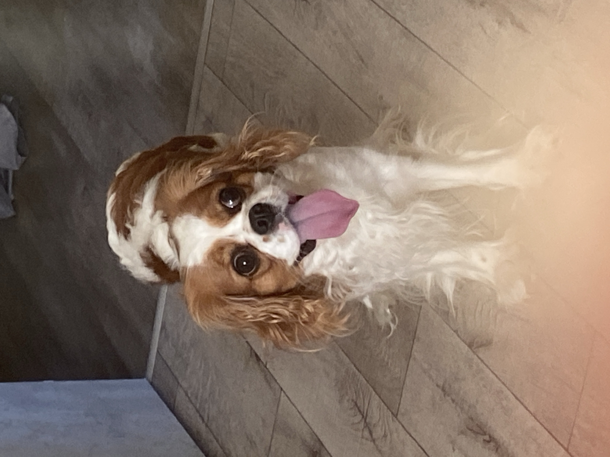 A Cavalier King Charles Spaniel dog with tan and white fur is panting with its tongue out, looking directly at the camera. The dog is standing on a wooden floor with a light brown wood grain pattern. In the background, a wall with a gray, textured surface is visible in the upper left corner, and a dark gray surface is present in the upper right. A soft, orange-toned blur is present in the lower portion of the image. The scene appears to be indoors, possibly in a residential setting, without any specific urban features identifiable.