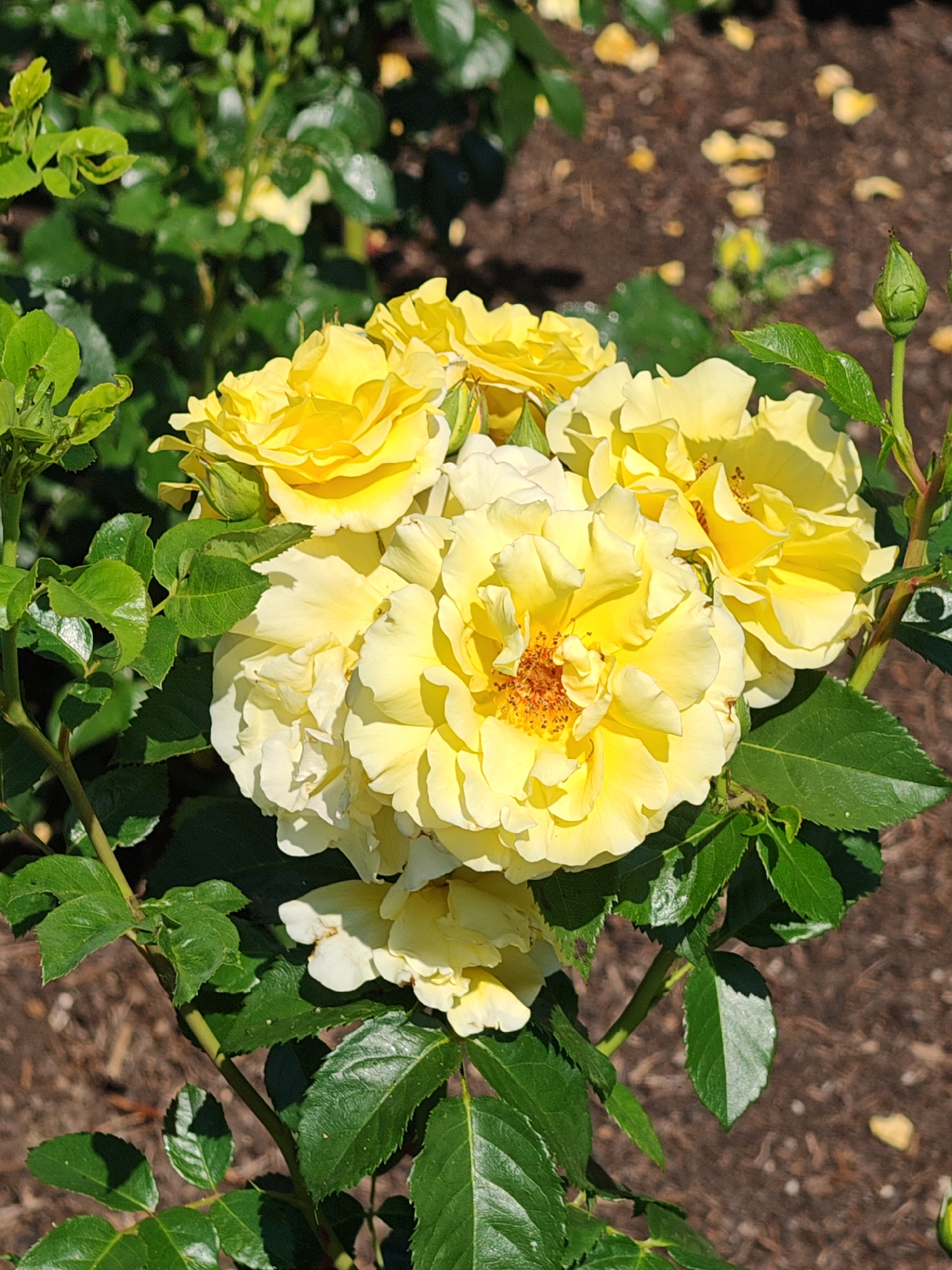 In Ottobeuren, Germany, a close-up, eye-level, outdoor photograph captures a cluster of bright yellow roses in full bloom, bathed in natural sunlight. The roses, with their multiple layers of petals, display a range of openness, some revealing their stamens in the center. The petals exhibit subtle variations in shade, with some appearing lighter yellow and others a deeper, golden hue. Surrounding the roses are lush, dark green leaves, some with serrated edges, and a few slender stems. The background is softly blurred, revealing the textured brown soil of a garden bed, with scattered fallen yellow petals and hints of out-of-focus greenery. A single, unopened rose bud, a vibrant green, is visible on the right side of the frame, positioned above the blooming flowers. The scene is peaceful and verdant, showcasing the natural beauty of the roses in a garden setting.