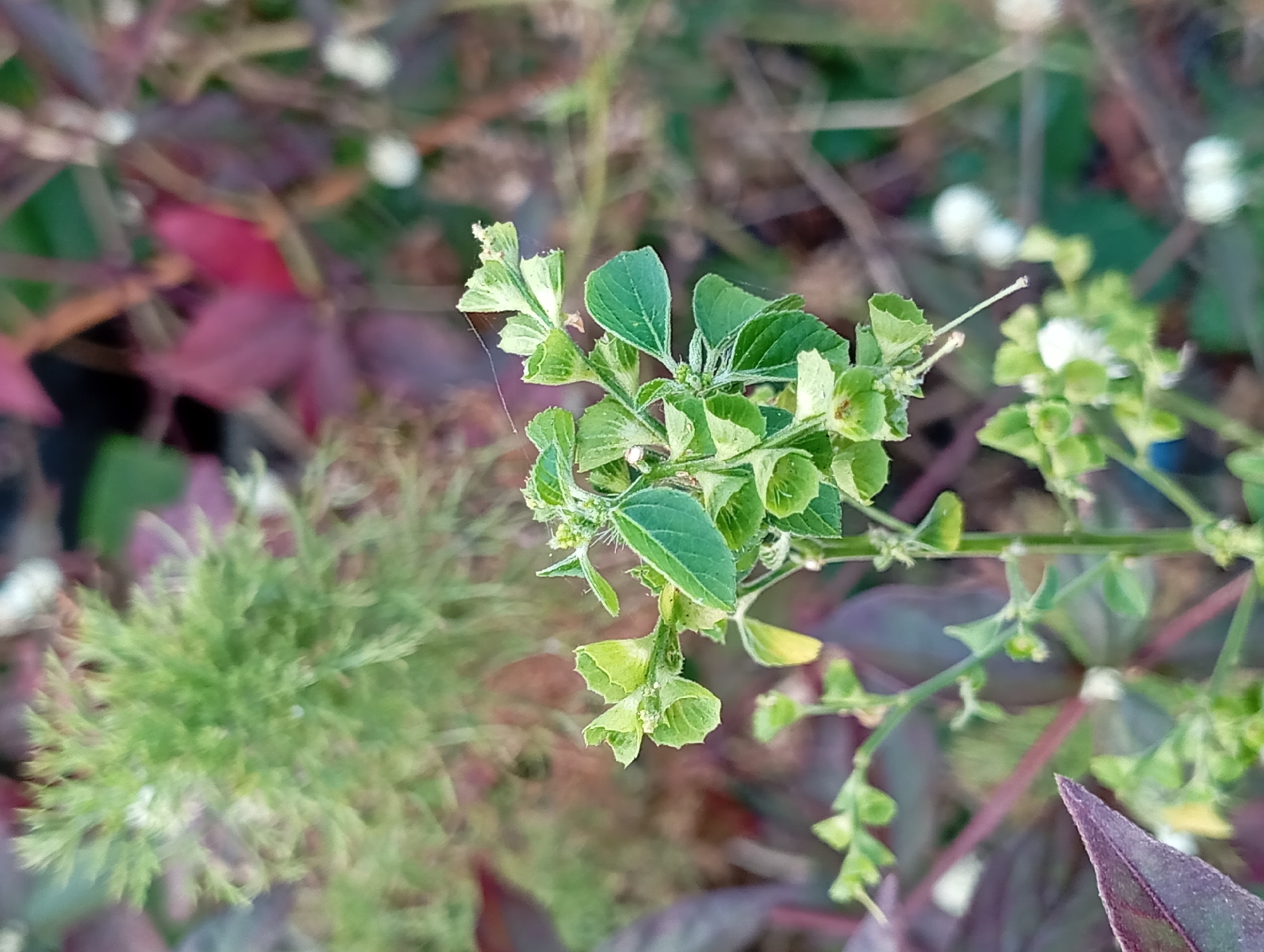 The image shows a close-up of a green plant with small, light green leaves and some buds. The plant appears to be growing outdoors, with a blurred background of other plants and foliage, some of which are reddish-purple. The lighting suggests it might be daytime. The image does not contain any people or specific identifiable landmarks. The provided location of Karang Jati, Indonesia, is external information not directly discernible from the visual content of the image itself.