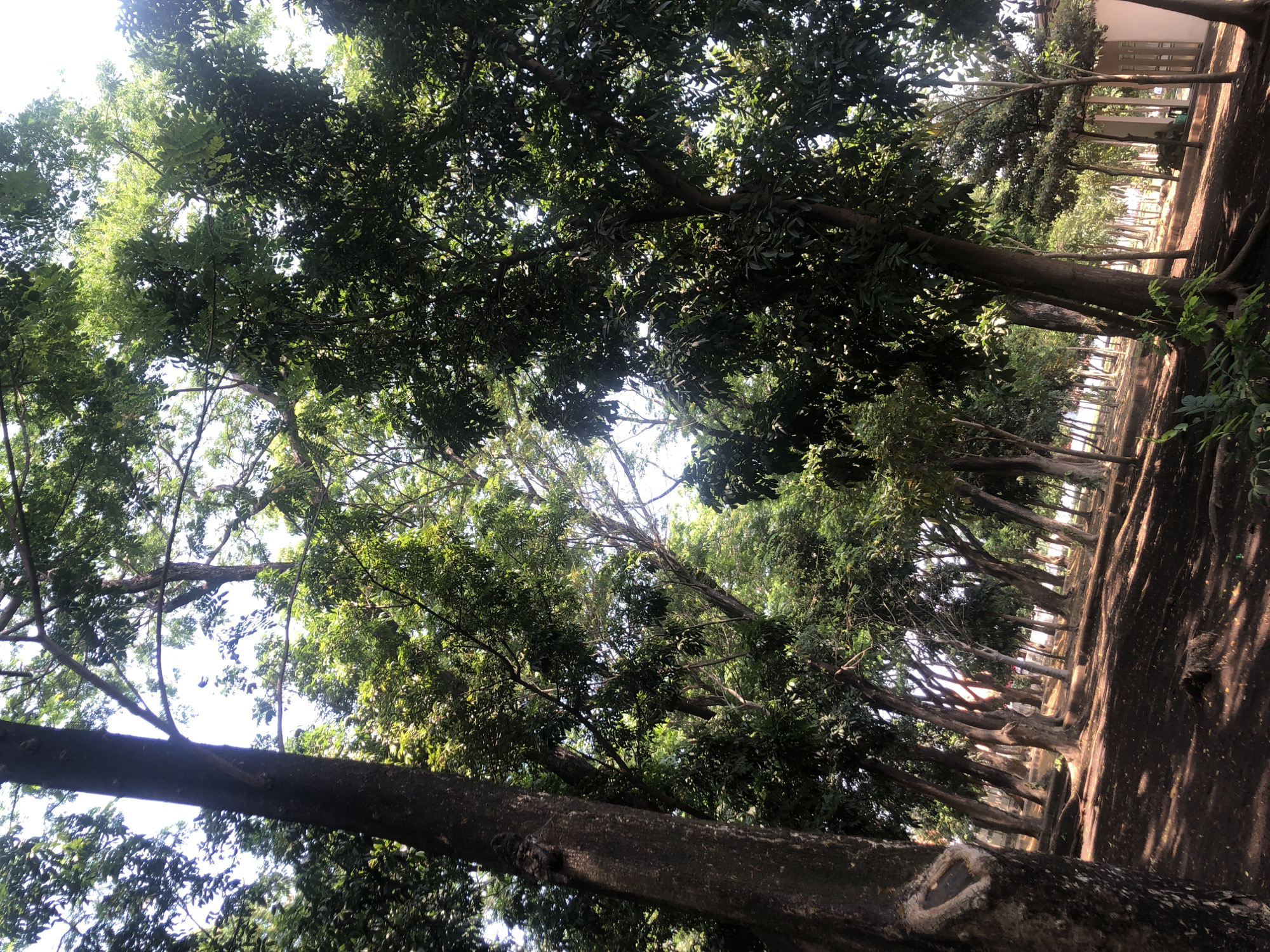 The image depicts a park-like setting with numerous mature trees casting shadows on the ground. The ground cover appears to be dark soil, possibly with some leaf litter. In the background, several buildings with a light-colored exterior and a light-colored roof are visible, suggesting an urban or semi-urban environment. The sunlight filters through the dense canopy of the trees, creating a dappled light effect. The trees are of various sizes and species, with some having thick, dark trunks and others being more slender. The overall atmosphere is serene and natural, possibly indicating a public park or a well-maintained garden area within the city of Pasuruan, Indonesia. There are no people or animals visible in the image, and no specific actions or interactions are captured. The scene is focused on the natural environment and the architectural elements in the background.