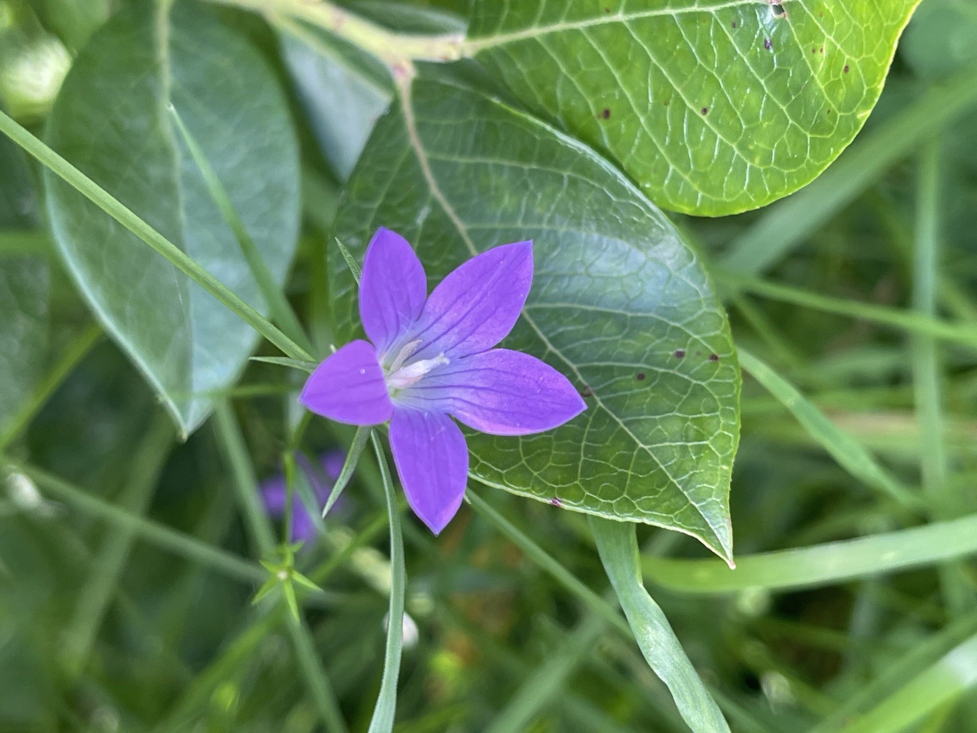 A close-up, eye-level shot shows a single, purple, star-shaped flower with five petals. The petals are a deep purple with lighter purple veins radiating from the center. The flower is in focus and positioned slightly off-center to the right. It is surrounded by lush green foliage, including blades of grass and larger, veined leaves. The background is blurred, with hints of other purple flowers in the distance. The lighting is natural, suggesting an outdoor setting. The image was taken in Швабскі сельскі Савет, Belarus.