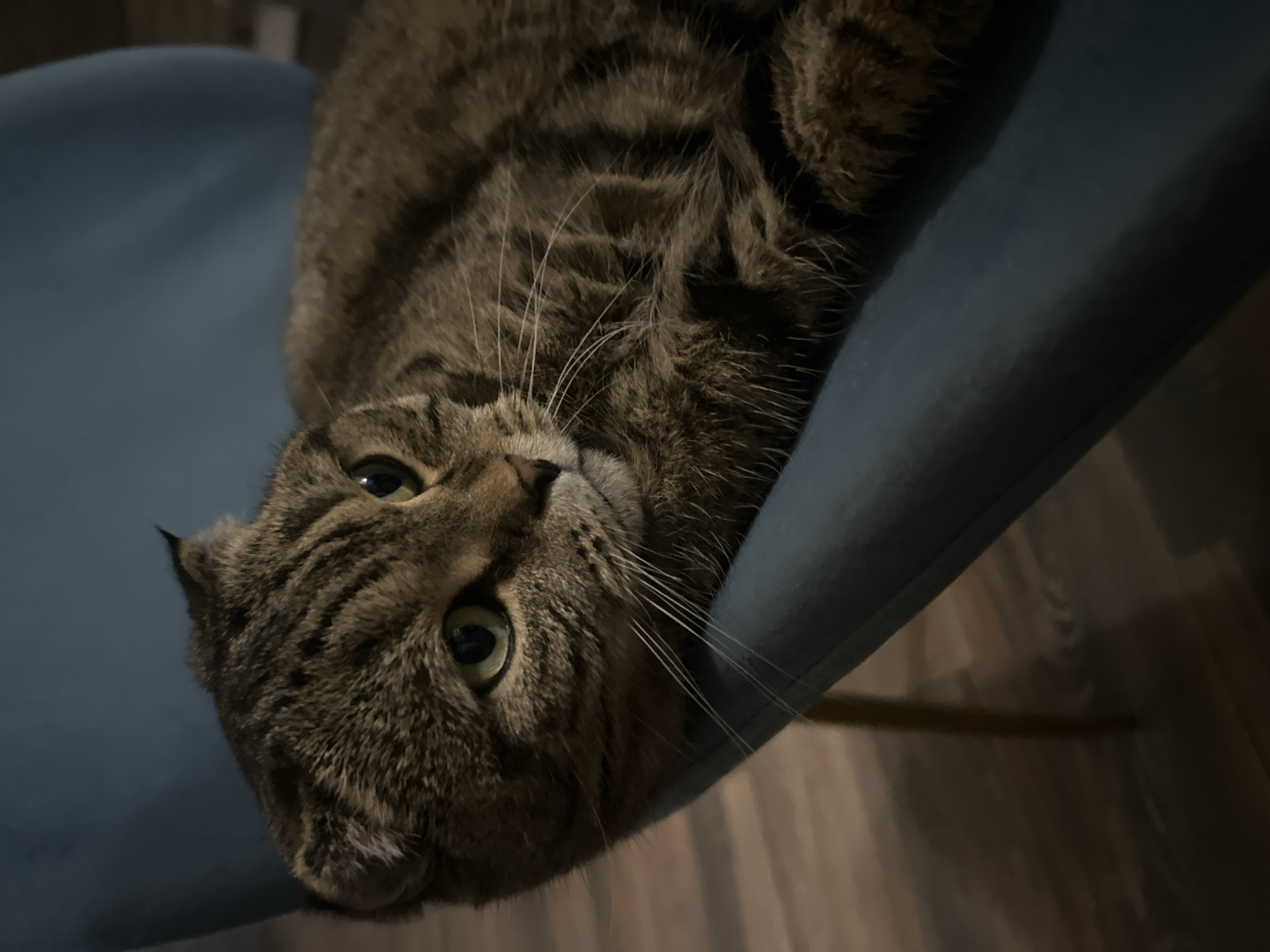 A tabby cat with green eyes and folded ears is lying on a blue chair. The cat's fur is a mix of brown, black, and gray stripes. Its body is partially visible, with its head resting on the armrest of the chair. The background is a wooden floor and a dimly lit room. There is no indication of the cat's location in the city of Virki, Russia.