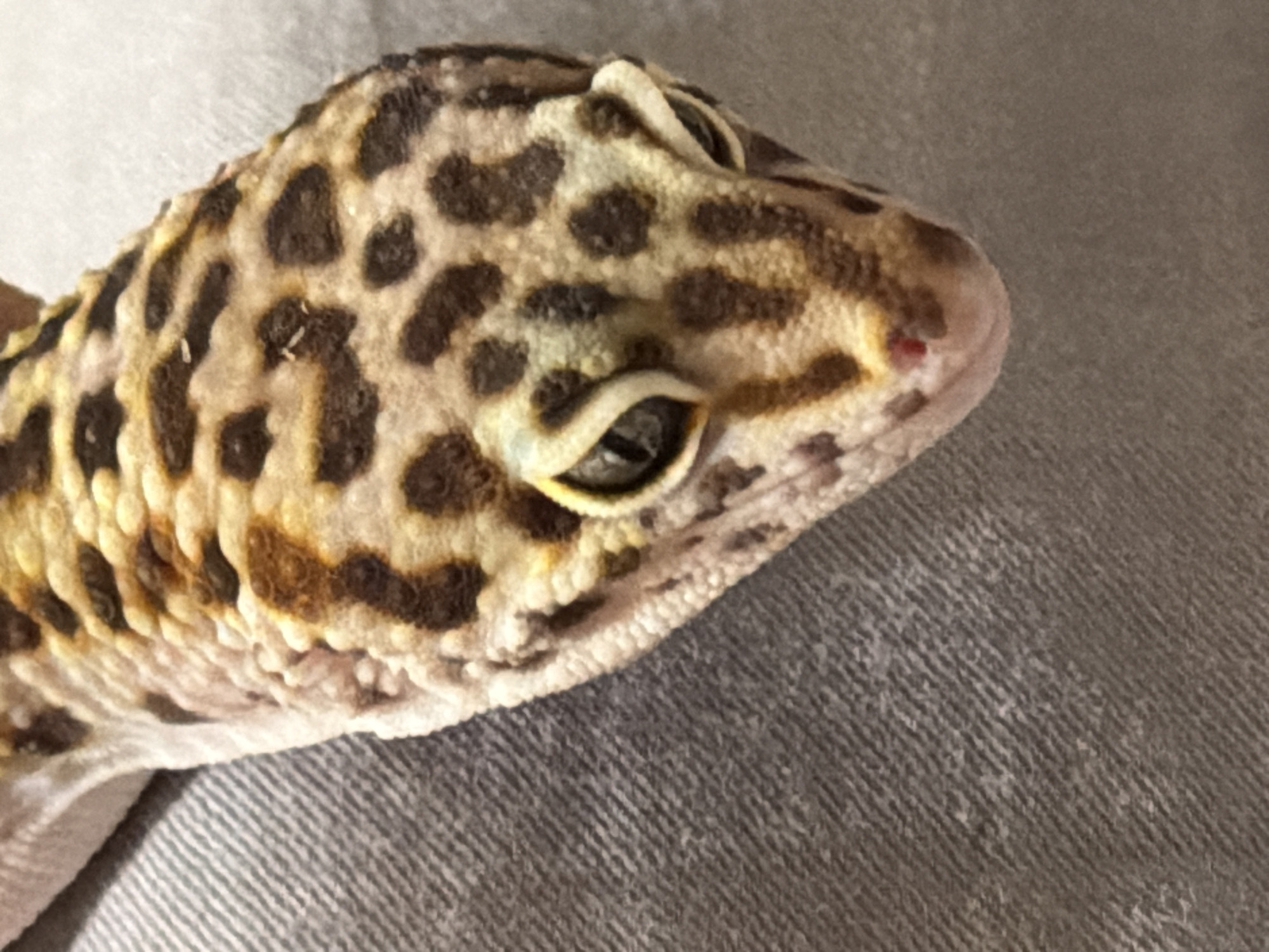 A close-up of a leopard gecko's head. The gecko is light tan with dark brown spots. Its eyes are gray. There is a small red mark on the tip of its nose. The gecko is resting on a gray, textured surface. The location is not discernible.
