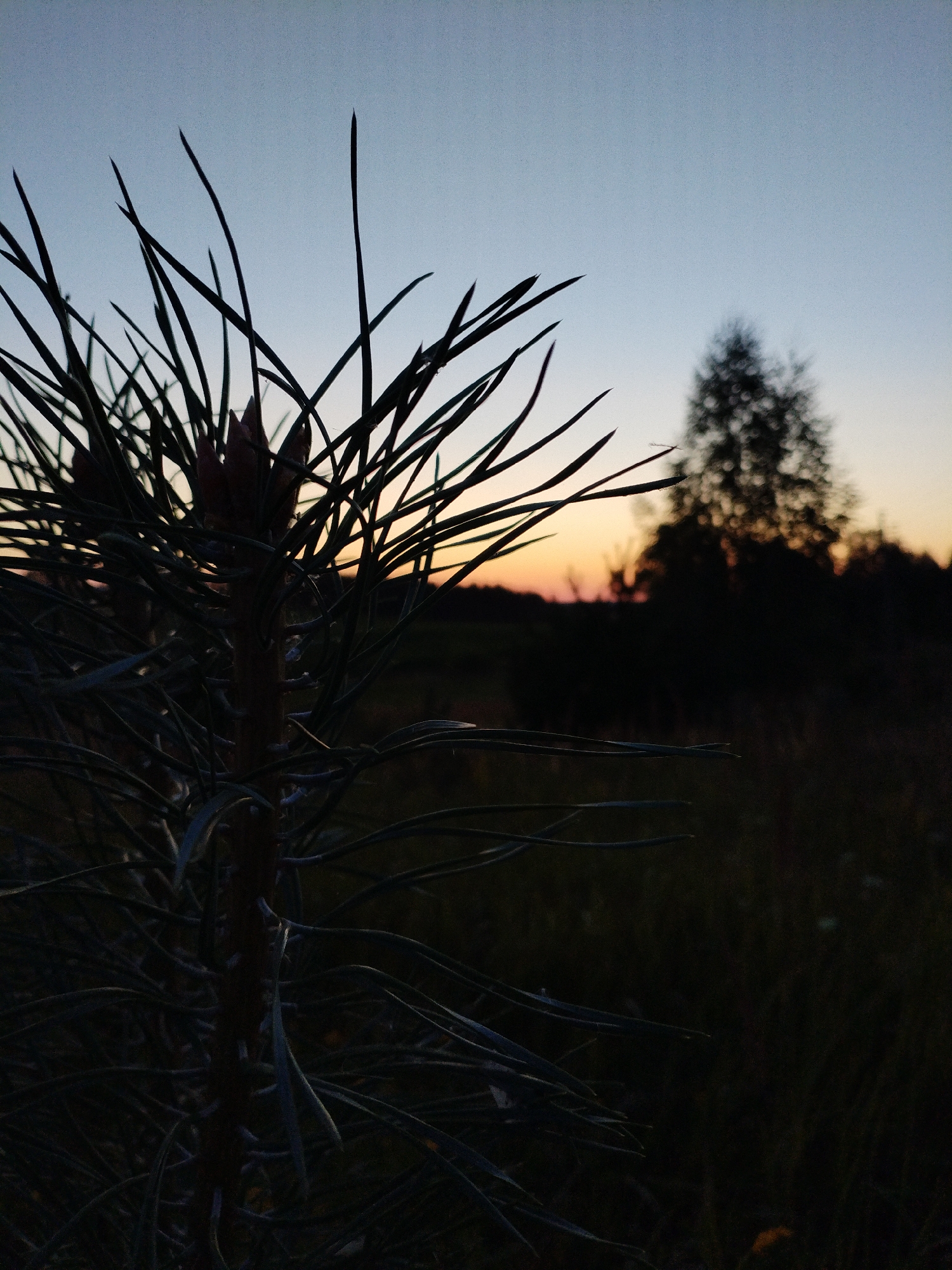 A close-up of a young pine tree with its needles silhouetted against a dusky sky. The tree is in the foreground, with its dark green needles and buds sharply defined. In the background, the silhouette of a larger, mature tree is visible, along with a hint of a sunset with orange and pink hues. The scene appears to be a natural landscape, possibly in a rural or forested area. The location is identified as Ланькаўскі сельскі Савет, Belarus. There are no people or animals visible in the image.