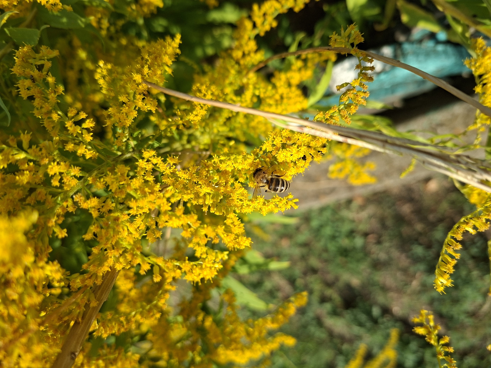 In Oleksandropil, Ukraine, a close-up, high-angle shot captures a honey bee on a cluster of small yellow flowers, likely goldenrod, against a blurred green and brown background. The bee, positioned centrally, exhibits its striped abdomen and visible wings. The flowers are densely packed on thin stems, some of which are dry and brown, crossing diagonally across the frame. The overall scene is illuminated by natural sunlight, casting shadows and highlighting the textures of the flora and the bee.