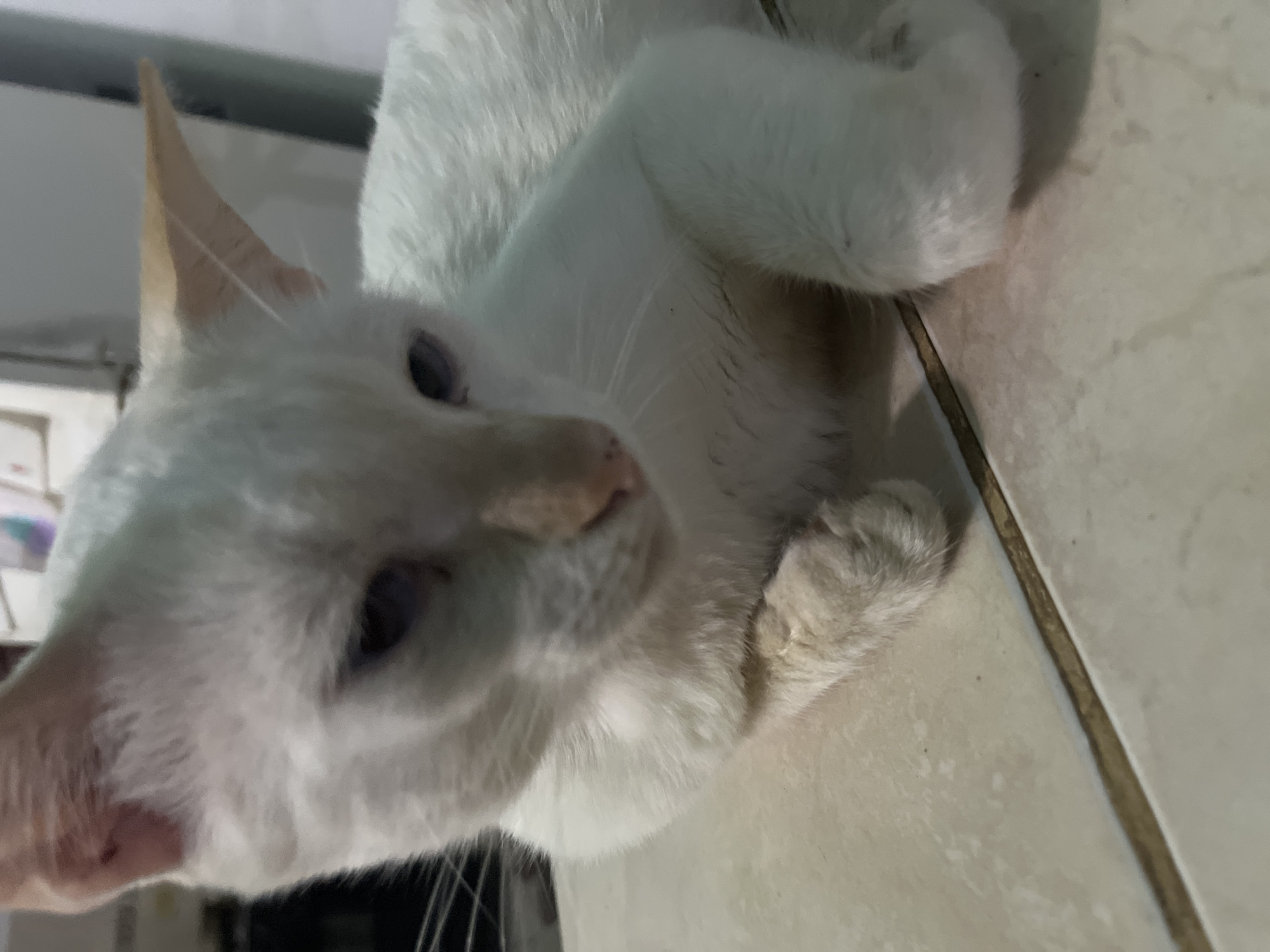 The image shows a close-up, rotated view of a white cat resting on a tiled surface. The cat's head is prominent, with its face turned slightly to the left, revealing a pink nose and dark blue or purple eyes. Its fur appears soft and fluffy, and one of its ears is clearly visible, pointing upwards. The cat's body is curled, with its paws tucked in. The background is out of focus, but suggests an indoor setting with some vertical blinds or shelving on the left and a tiled wall or floor on the right. The lighting appears to be artificial, creating soft shadows. There is no visible text in the image. The overall mood is one of quiet relaxation.