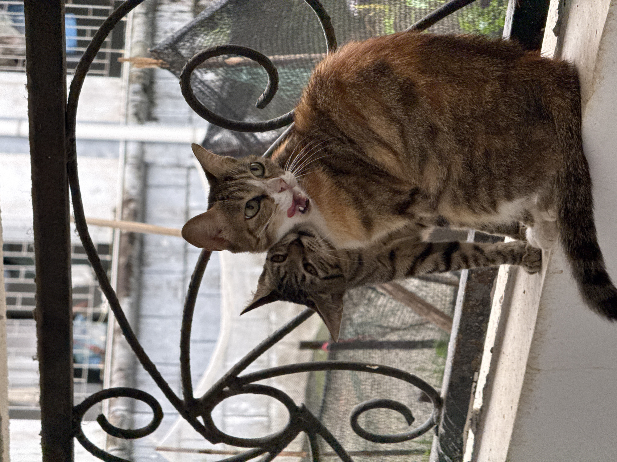 The image depicts two domestic cats interacting on a concrete ledge with a decorative metal railing in the background. The cat in the foreground, a calico, is facing left and licking its lips, with its tongue slightly extended. It has patches of orange, brown, and black fur. Behind and to the left of the calico, a tabby cat is partially visible, appearing to be nibbling or grooming the calico's ear or neck. The tabby cat has striped grey and black fur and its head is turned towards the calico. The background shows a blurred urban environment with buildings and some netting. The scene is likely set outdoors, possibly on a balcony or windowsill in the Nanshan District of China, based on the contextual information.
