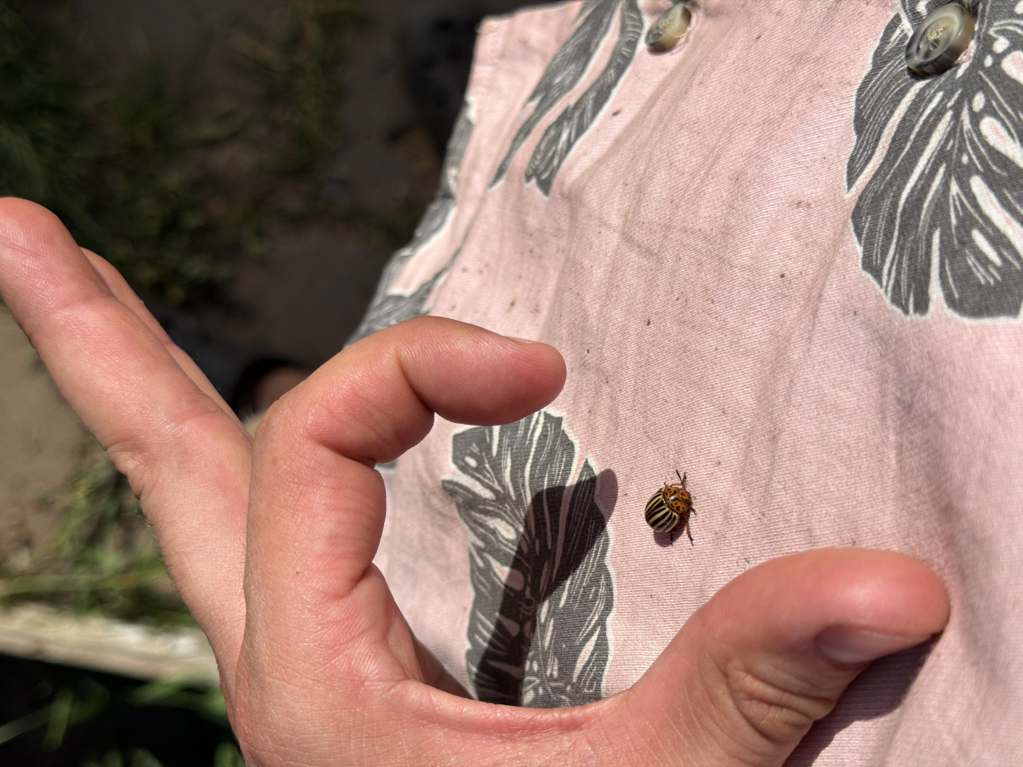 A close-up image shows a hand and part of a pink floral patterned shirt. On the shirt, next to the hand, is a Colorado potato beetle. The background shows grass. There is no indication of the location being Chaikovsky, Russia.