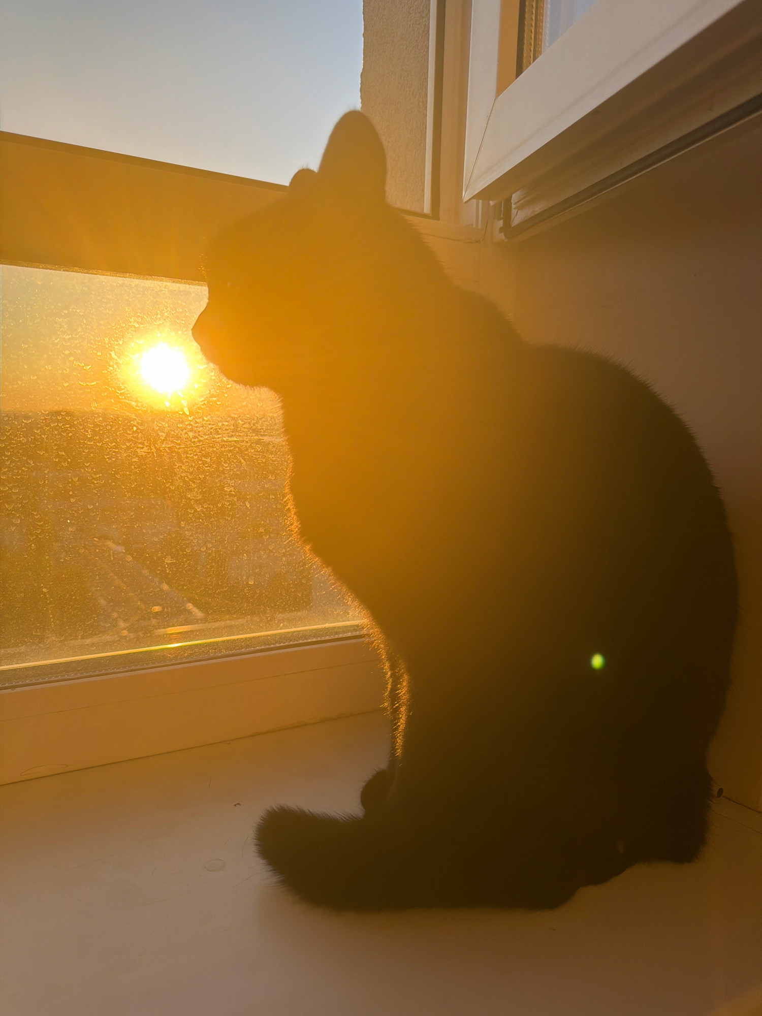 The image shows a black cat sitting on a windowsill, silhouetted against the setting sun. The sun is casting a warm, golden light across the scene, illuminating the cat's fur and the window frame. The window appears to be in an apartment building, with a blurred view of the city of Samara, Russia visible in the background. The cat is facing the window, its gaze seemingly fixed on the sunset. The overall impression is one of peacefulness and tranquility, with the cat enjoying a moment of quiet contemplation as the day draws to a close. The composition is simple yet effective, with the strong contrast between the dark silhouette of the cat and the bright light of the sun creating a visually striking image.