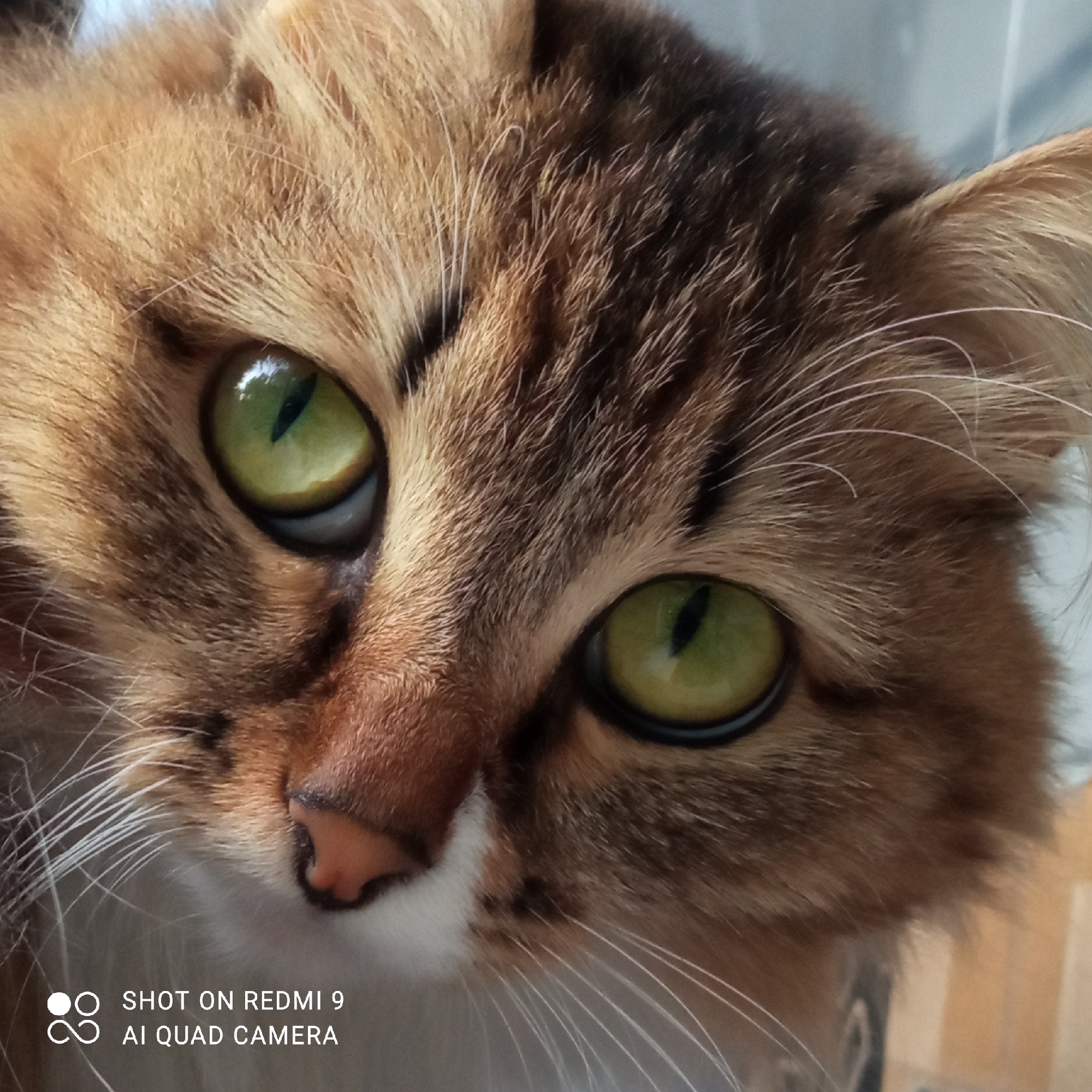 The image is a close-up, eye-level photograph of a cat's face. The cat has striking green eyes and its fur is a mix of brown, orange, and black tabby markings with some white on its chest. The cat's nose is pink. The background is blurred and appears to be indoors with some light-colored, possibly wooden surfaces visible. There is text in the bottom left corner that reads "SHOT ON REDMI 9 AI QUAD CAMERA". The image does not provide any information about the location of Chaikovsky, Russia.