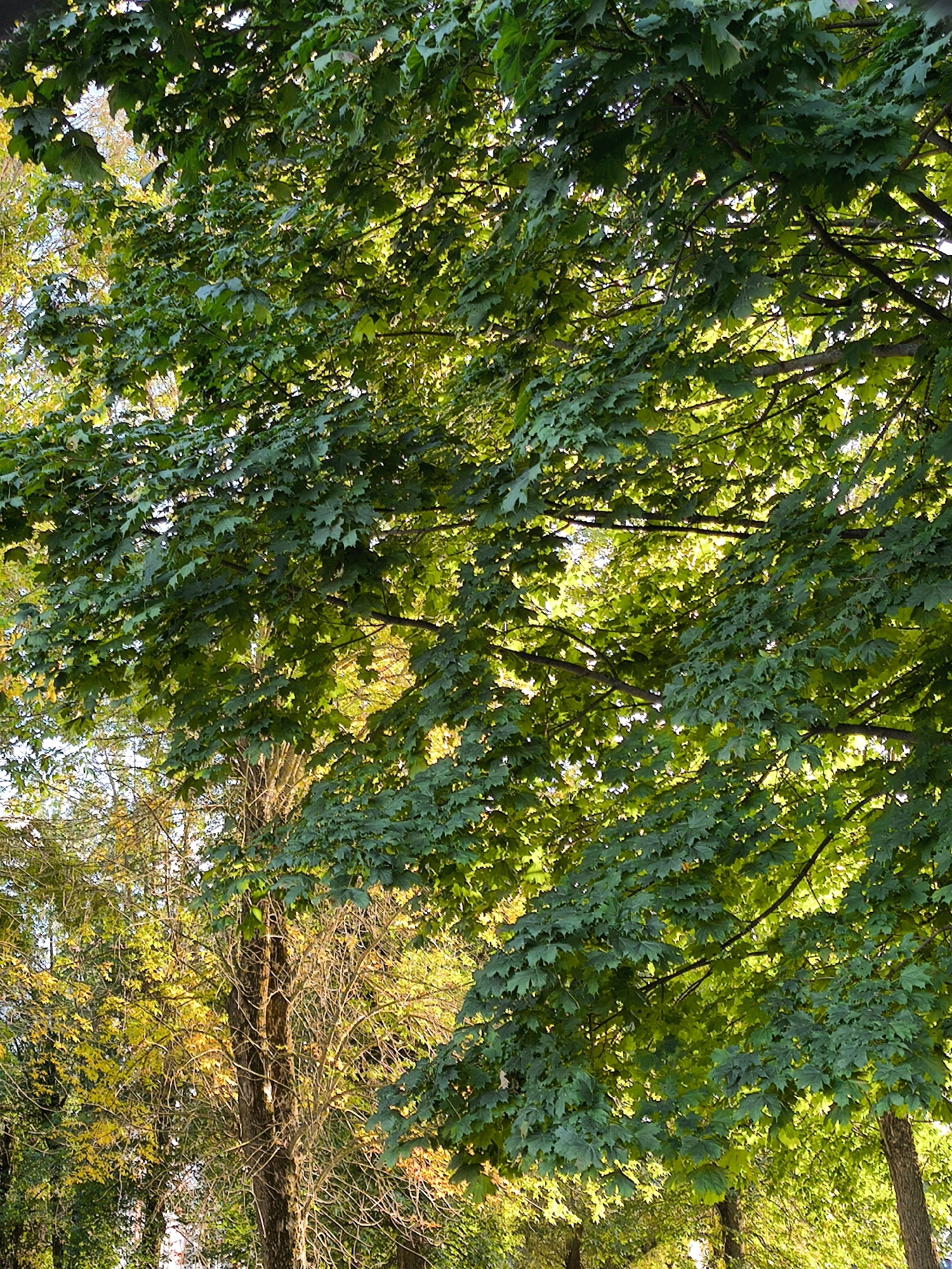A close-up, upward-facing shot captures the dense, green foliage of a large maple tree. Sunlight filters through the leaves, creating a dappled effect and illuminating the branches. In the background, the golden and yellow leaves of another tree suggest the season is autumn. The scene is set in a natural environment, likely a park or tree-lined street within the city of Mahilyow, Belarus. No people or specific actions are visible, only the textures and colors of the trees.