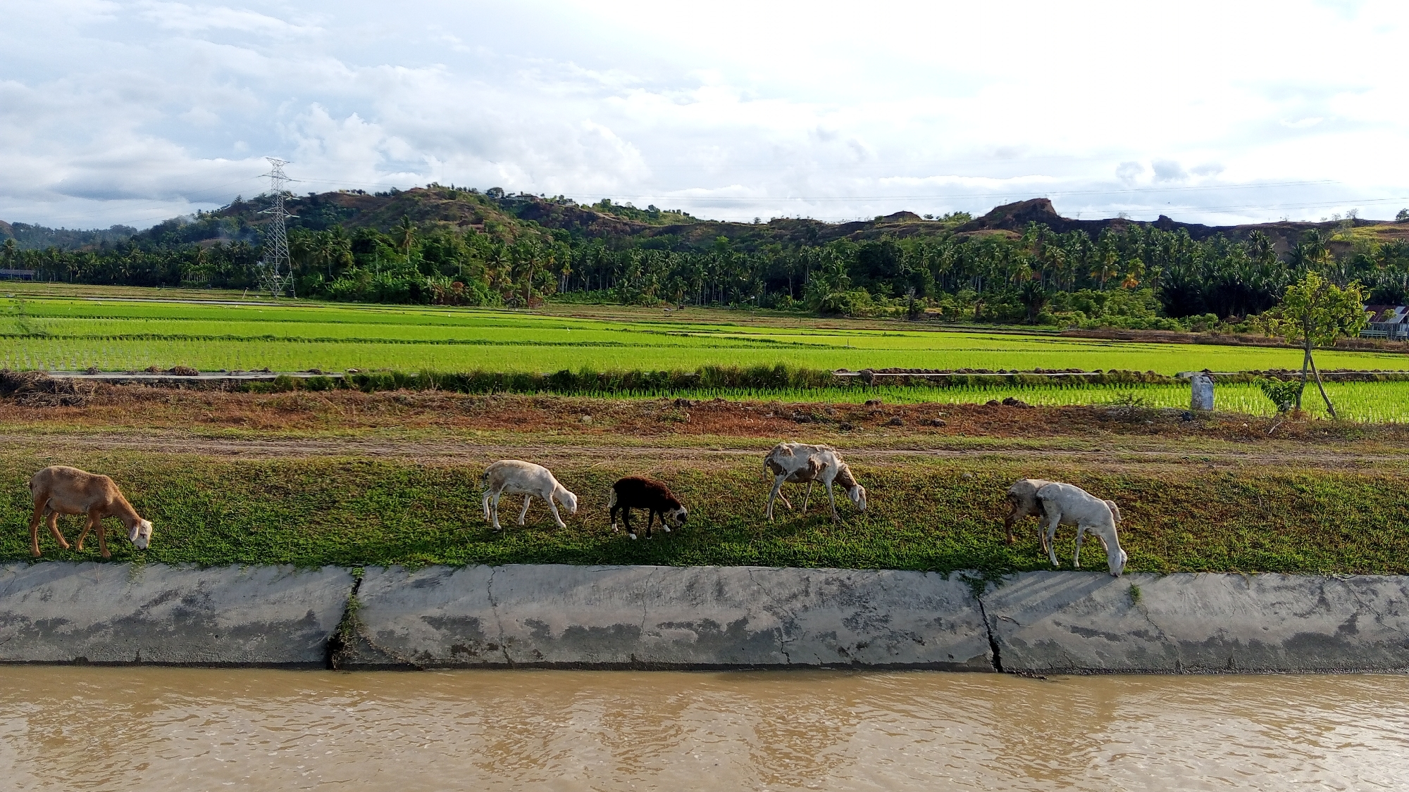 The image depicts a serene rural landscape in Meunasahtambo, Indonesia. In the foreground, a concrete canal runs horizontally, filled with murky brown water. Along the canal's edge, a grassy embankment is occupied by five sheep grazing. One sheep, light brown, is on the far left. Next to it are two white sheep, one with brown patches, and a single dark brown sheep. Further to the right, a white sheep with brown patches is also grazing. In the mid-ground, a narrow dirt path separates the embankment from a vast expanse of vibrant green rice paddies. Beyond the paddies, a dense forest of palm trees covers rolling hills. In the background, a large electrical tower stands on one of the hills, and the sky is partially overcast with scattered clouds. The overall scene conveys a peaceful agricultural setting.