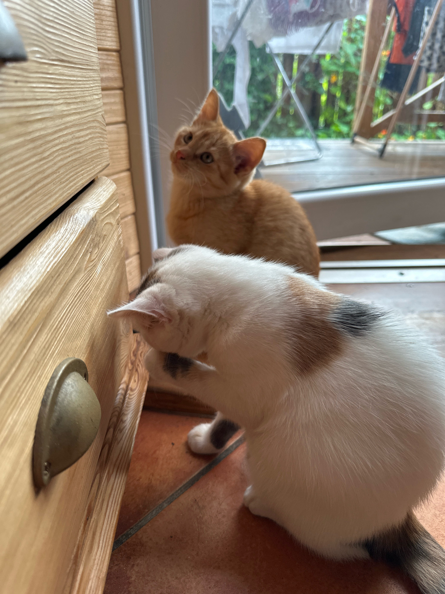 Two kittens are in a room, possibly a home, in Vilnius, Lithuania. One kitten, an orange tabby, is in the background looking upwards. The other kitten, a calico, is in the foreground, examining a wooden drawer with a brass handle. The floor is tiled in a terracotta color, and a glass door leads to an outdoor area with greenery. The scene is dimly lit, suggesting it may be indoors during the day or evening.