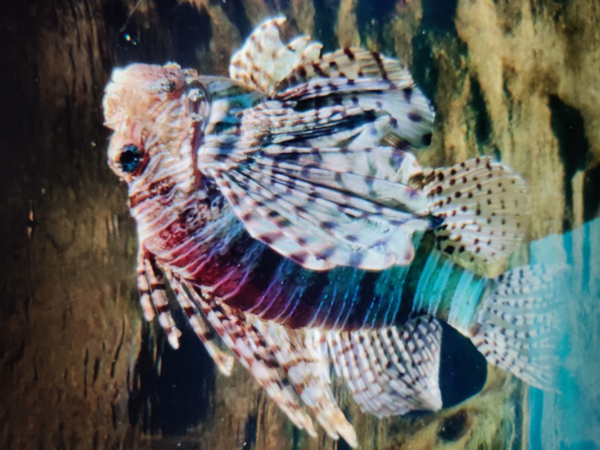 A lionfish is captured in an underwater shot. The fish is predominantly white and tan with dark brown and reddish-purple stripes. It has large, fan-like fins that are speckled with dark spots. The fish's body is also striped with bands of green and turquoise. The background is murky and brown, suggesting an aquatic environment with some submerged debris. There is no indication of the city of Kalush, Ukraine in this image.