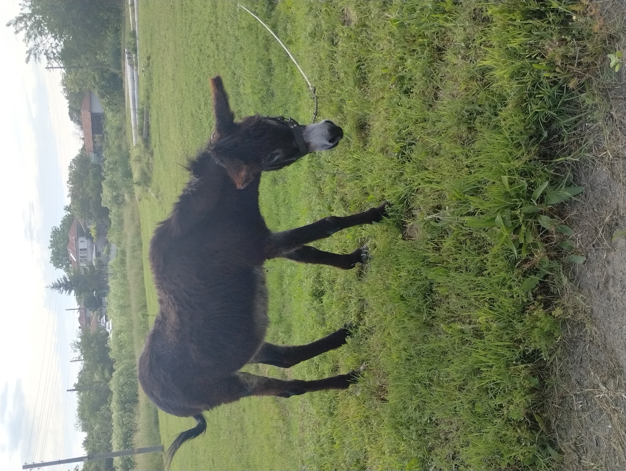 A dark brown donkey stands in a grassy field. It is wearing a halter and lead rope. The donkey's head is turned slightly to the right. The grass is green and lush. In the background, there are houses and trees, indicating a residential area. The location is Roza, Bulgaria, as suggested by prior information.