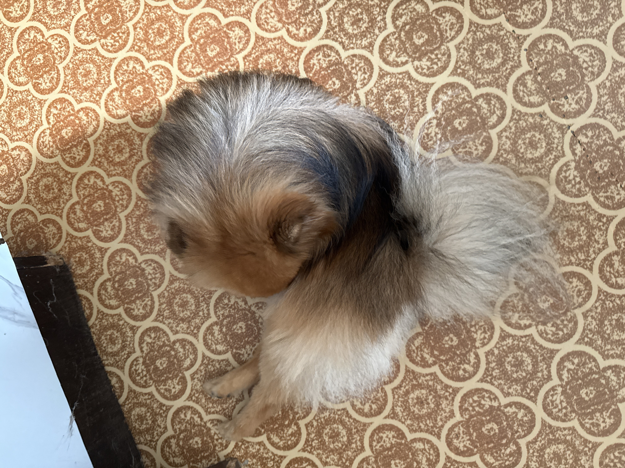 A pomeranian dog is curled up on a patterned floor. The dog's fur is multi-colored, with shades of brown, gold, and white. Its tail is bushy and curled around its body. The floor has a repeating pattern of beige and brown floral motifs. In the upper left corner of the image, a dark wooden object and a white marbled surface are visible. There is no indication of the city of Khimki, Russia in the image.