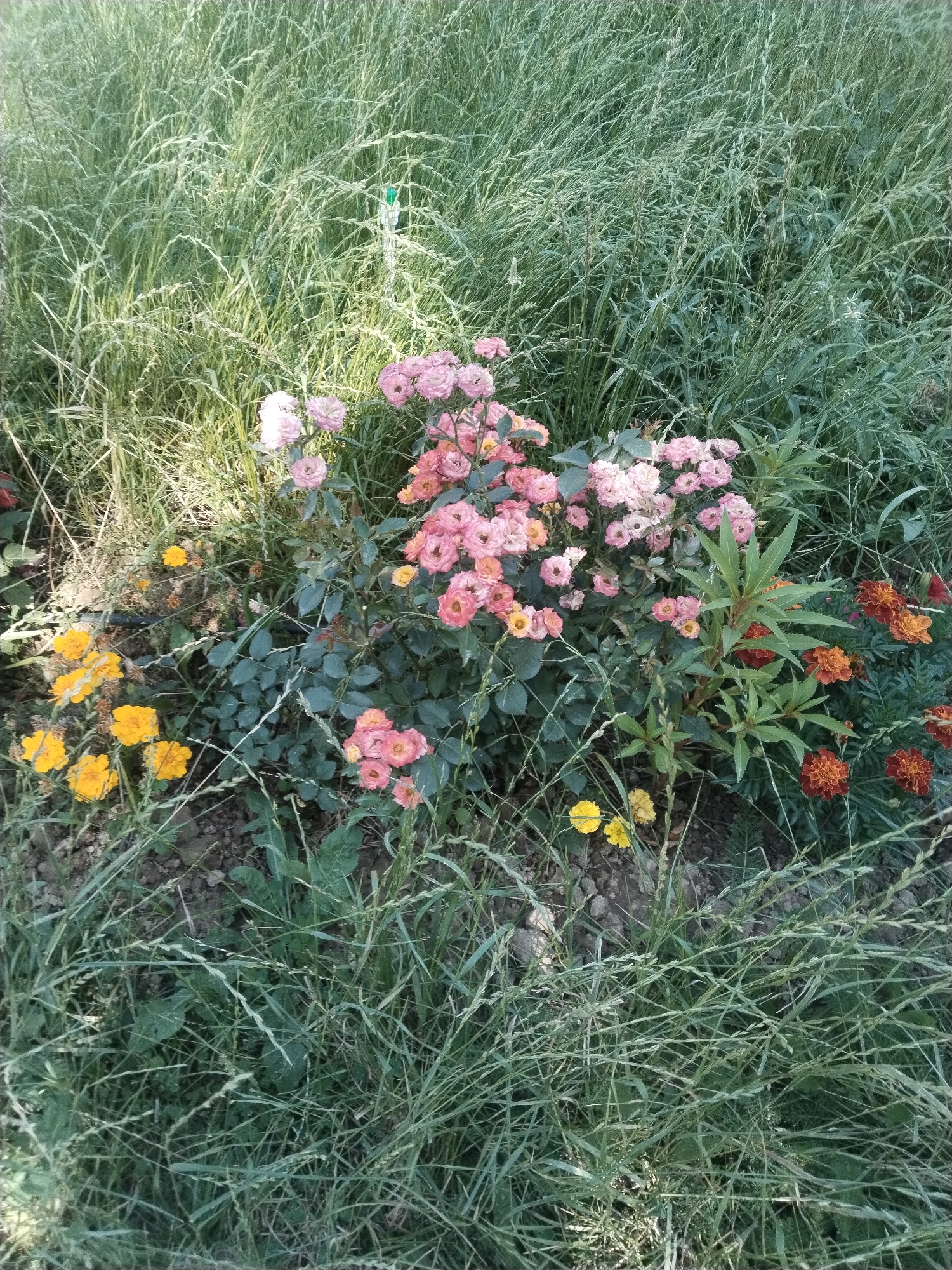 In the city of Akata, Uzbekistan, a close-up, eye-level, natural light outdoor photograph captures a vibrant flower bed surrounded by tall, green grass. The focal point is a cluster of pink roses in various stages of bloom, nestled amongst their dark green foliage. To the left of the roses, a scattering of bright yellow marigolds adds a cheerful contrast, while to the right, several deep orange and red marigolds provide further color. The ground beneath the flowers is a mix of dark soil and small stones. The overall scene is one of natural beauty, with the flowers creating a lively display against the backdrop of the lush, untamed grass.
