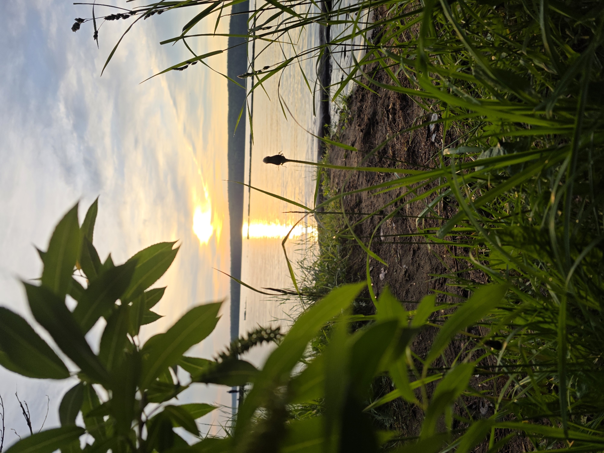 This image, captured in Chaikovsky, Russia, depicts a tranquil sunset or sunrise scene over a body of water, likely a lake or wide river, viewed from a low perspective near the shore.
In the foreground, vibrant green grass and the leaves of a small plant or bush frame the scene, dominating the right and lower-left portions of the image. Some blades of grass appear to have dew drops, catching the golden light. The ground visible beneath the vegetation is dark, moist soil. A narrow strip of sandy or muddy bank separates the dense foreground foliage from the water.
In the midground, a large body of calm water reflects the brilliant light of the low-lying sun. The sun itself is a bright, golden orb just above the horizon, casting a strong, shimmering path of light directly across the water towards the viewer. A distinct silhouette of a plant, possibly a cattail or a similar reedy wetland plant with a prominent seed head, stands close to the water's edge, directly in the sun's reflection.
The background features a sky with soft, scattered clouds, illuminated by the warm light of the rising or setting sun. Faint contrails are visible in the upper sky. A subtle, distant landmass, likely the opposite shore or a small hill, can be seen on the horizon across the water. The overall atmosphere is peaceful and serene, emphasizing natural beauty. There are no people or visible text in the image.