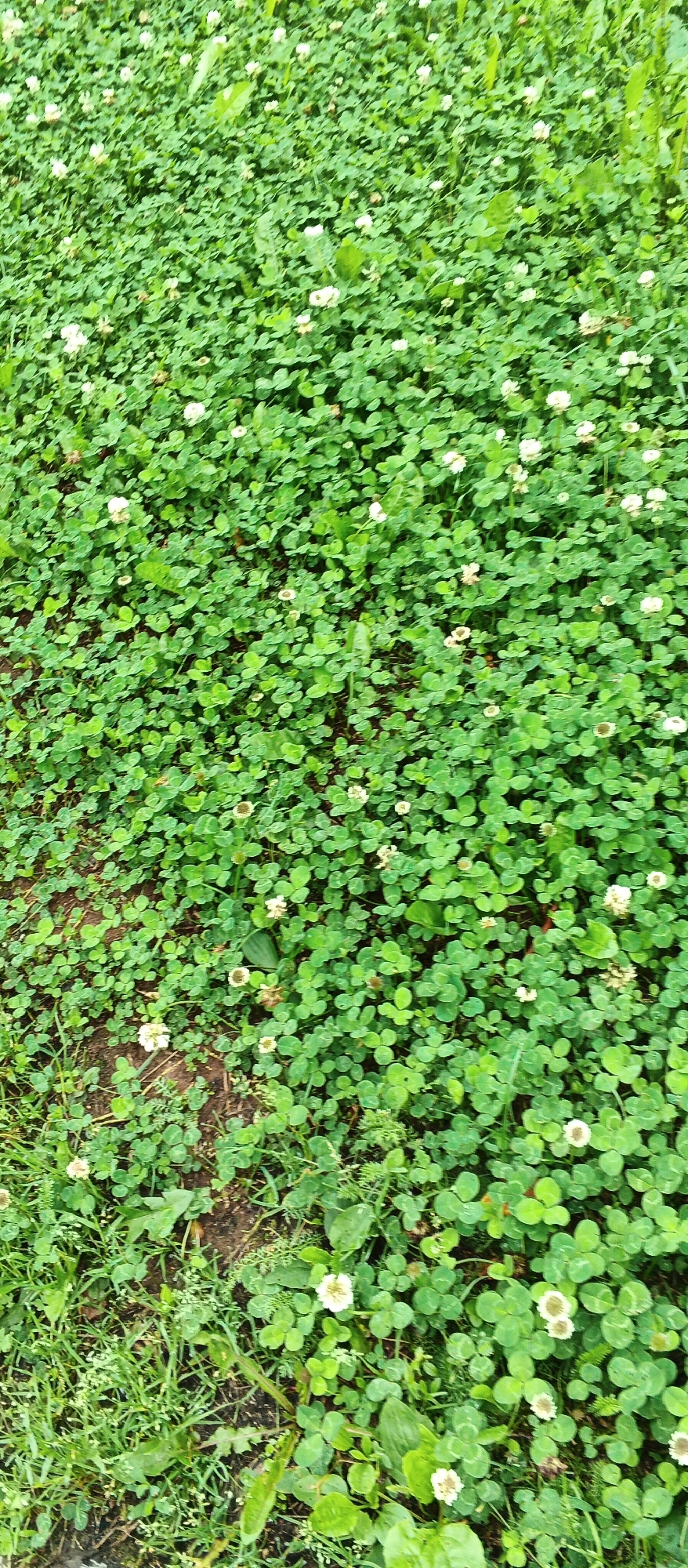 The image shows a dense ground cover of green clover with scattered white clover flowers. The clover is lush and healthy, and the flowers are small and delicate. Some blades of grass are also visible among the clover, particularly in the lower left portion of the image. The ground beneath the foliage appears to be soil. The scene is outdoors, suggesting a natural or park-like environment. There are no people or man-made objects visible. The image captures a close-up view of the ground, focusing on the texture and detail of the plant life. The location is specified as a spot in the city of Podgornoye, Russia.
