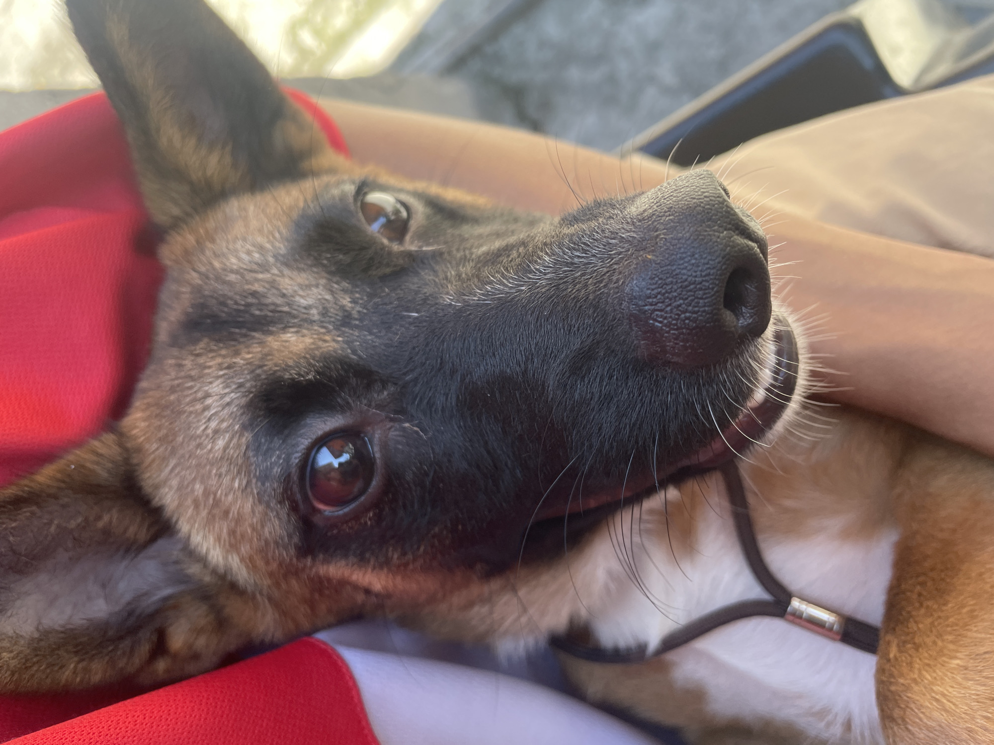 An extreme close-up, head-on shot shows a young dog with tan and black fur, and large, pointed ears. The dog is looking directly at the camera with its mouth slightly open, revealing its tongue and teeth. A red garment is draped over the dog's left side, and a person's arm is visible holding the dog on the right. The background is out of focus, suggesting an outdoor setting. The image does not provide any information about the location being Davao City, Philippines.