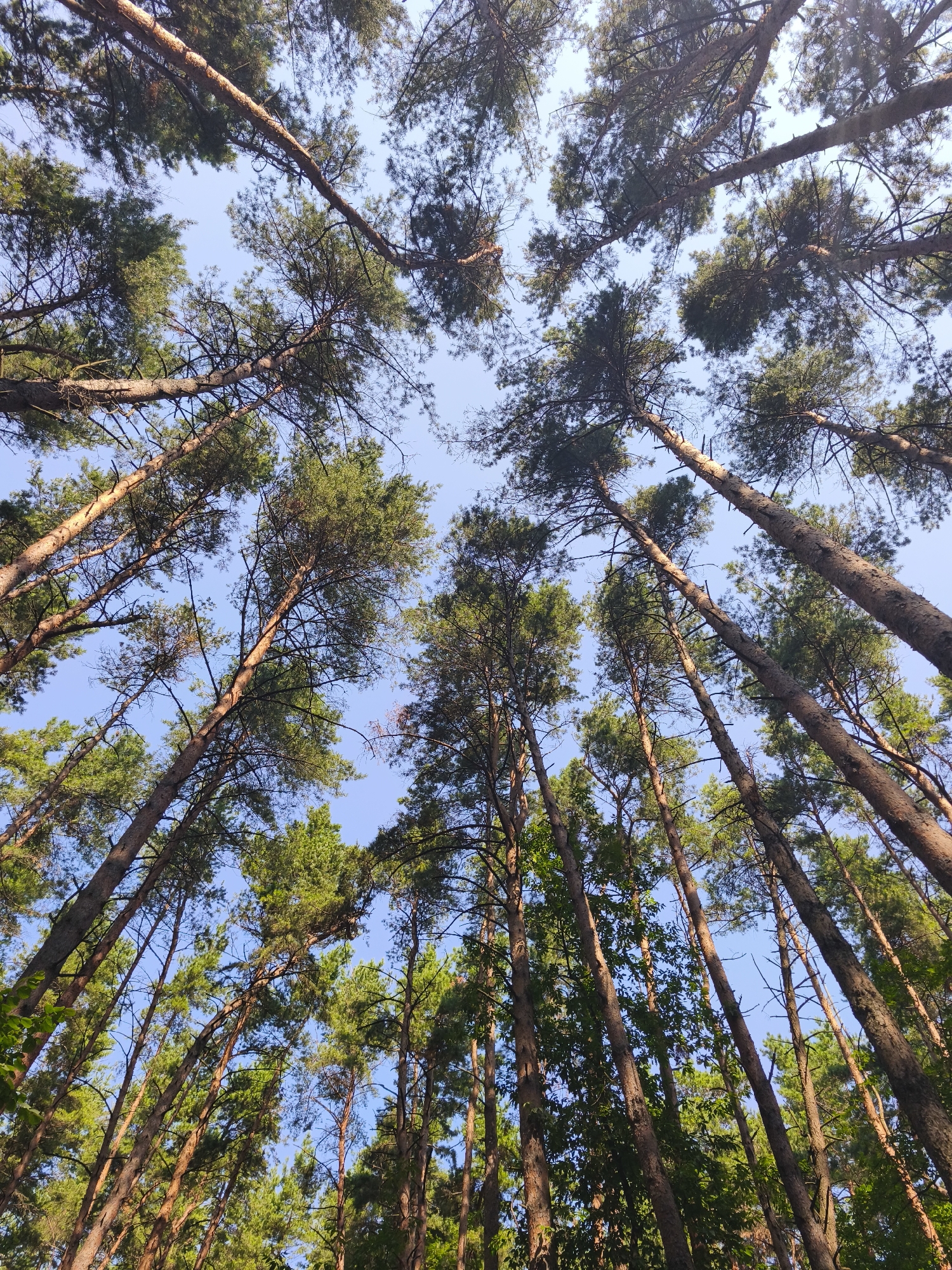 The image is a low-angle view of a pine forest, looking up towards a clear blue sky. Tall, slender pine trees with rough, reddish-brown bark dominate the frame, their branches extending upwards and silhouetted against the sky. The needles of the pine trees are a vibrant green, and some appear to be catching the sunlight, creating highlights. The perspective is from the ground, emphasizing the height and density of the forest. The overall impression is one of looking up through a canopy of trees on a sunny day. No people or specific landmarks are visible. The environment suggests a natural, possibly managed, forest area.