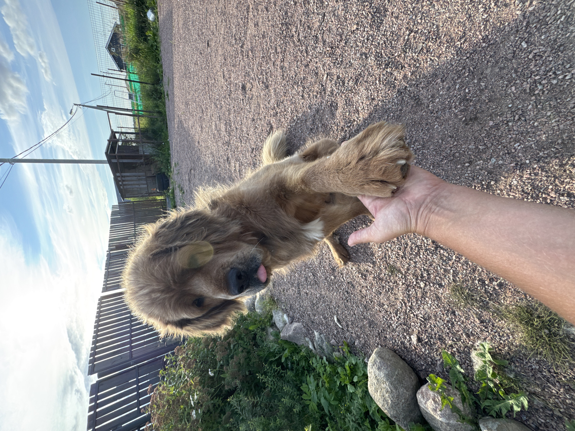 A fluffy, golden-brown dog with its tongue slightly out is placing its paw on a person's outstretched hand in the city of Kempelevo, Russia. The dog appears to be a large breed, possibly a Tibetan Mastiff, with thick fur and a shaggy mane. Its body is mostly brown, with a patch of white fur on its chest. The person's hand is facing upwards, with fingers extended, and the dog's paw is gently resting on it. The background shows a gravel path, lush green bushes, and a wooden fence. In the distance, there are more fences, a utility pole, a small wooden structure, and houses, suggesting a rural or suburban setting. The sky is blue with white clouds, and the sun is casting warm light on the scene. The image captures a moment of interaction and affection between the dog and the person.
