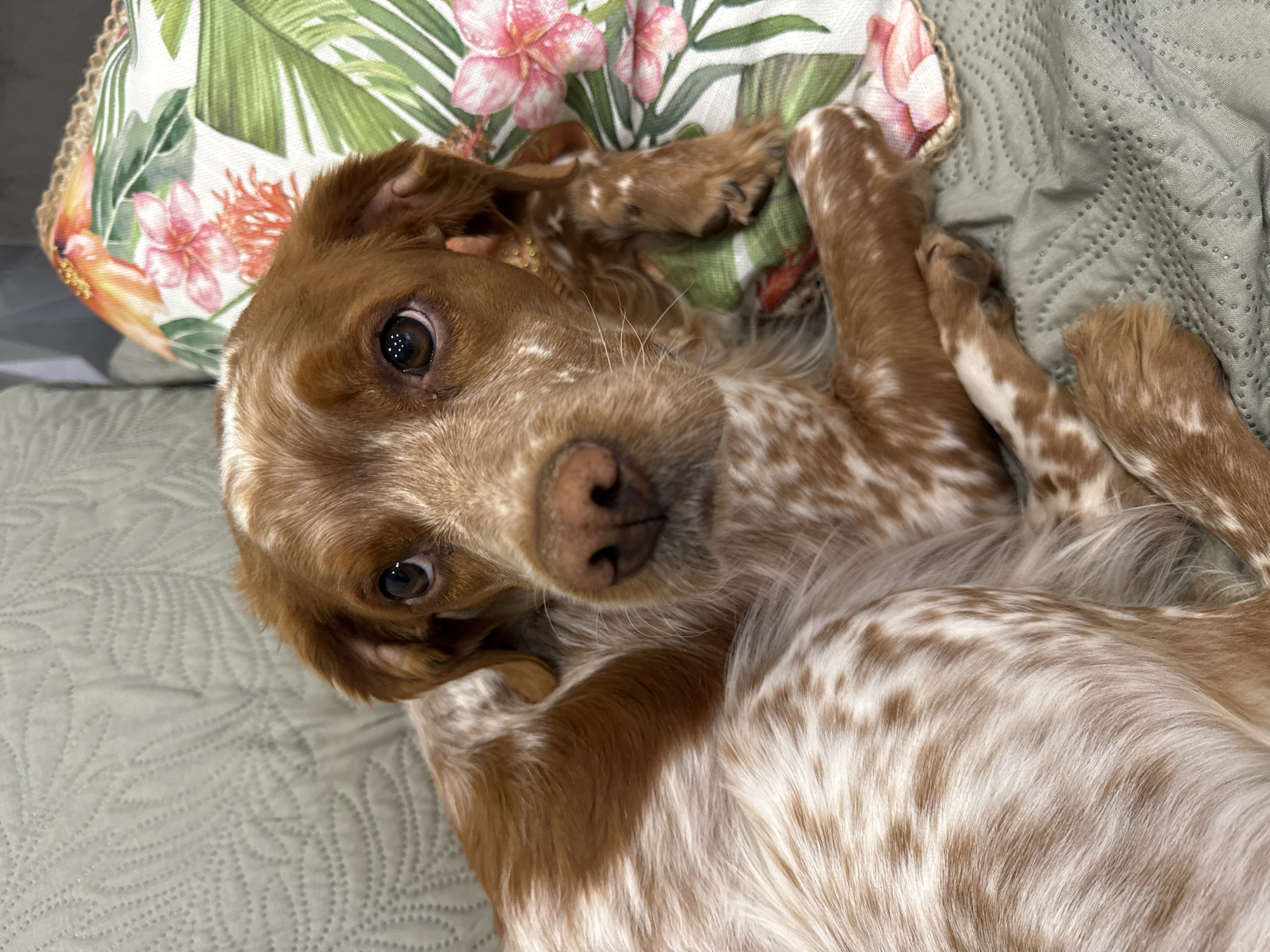 A tan and white dog with speckled fur is lying on a pale green textured blanket next to a pillow with a floral design, including pink and orange flowers and green leaves. The dog is looking directly at the camera. The background is a light-colored wall. There is no indication of location in Sofia, Bulgaria.