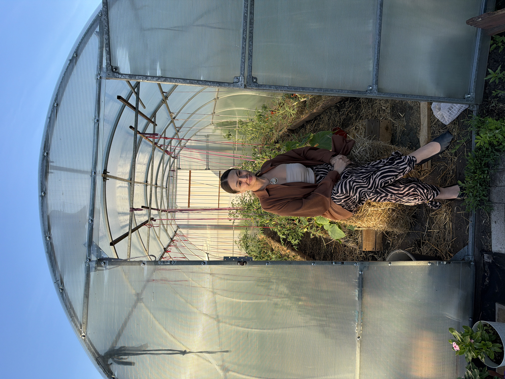 A full-shot, outdoor photograph captures a woman sitting on a bale of hay inside a greenhouse. The greenhouse has a transparent, corrugated polycarbonate roof supported by a metal frame. The woman is positioned in the center of the greenhouse, facing the camera. She has dark hair pulled back and is wearing a brown button-down shirt over a light-colored tube top, and black and white zebra-patterned pants. She is also wearing black slip-on shoes. Her hands are resting on her lap.
Inside the greenhouse, rows of plants, appearing to be tomatoes and cucumbers, are growing. The ground is covered with straw and some wooden planks. A white bucket is visible to the left of the woman. Outside the greenhouse, to the lower left, a potted pink flower is visible. The sky above is a clear blue, suggesting it is daytime, likely late afternoon or early evening due to the warm lighting. The scene appears to be in a rural or suburban setting. There is no information to suggest this location is in Kansk, Russia.