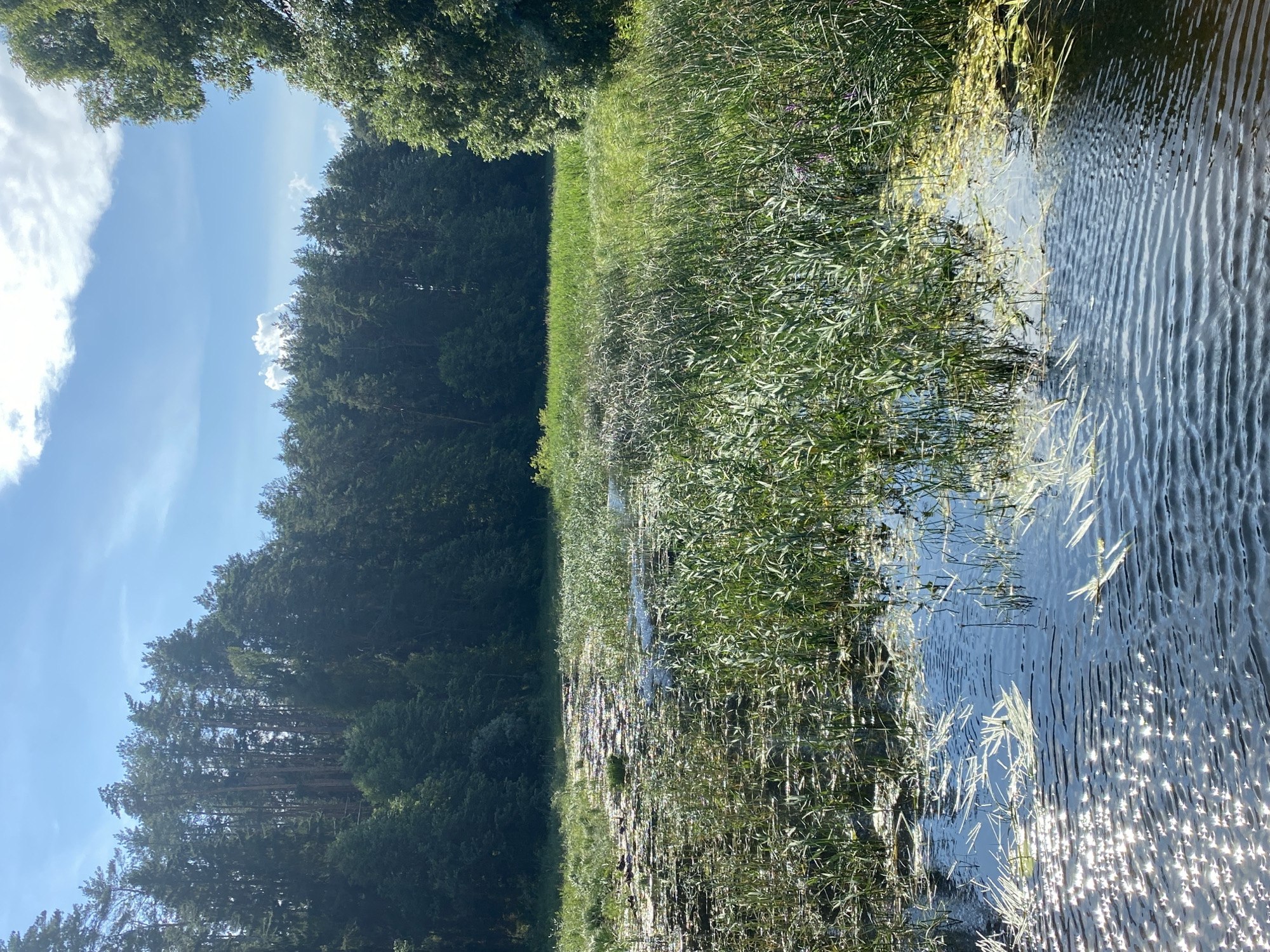 The image depicts a natural scene featuring a body of water, likely a lake or marsh, bordered by dense green trees. The water's surface is calm, with ripples reflecting the sunlight, creating a shimmering effect. Reeds and other aquatic vegetation grow along the edges and in shallower areas of the water. The background is dominated by a thick forest of tall, slender pine trees, their dark green foliage creating a solid wall of green against a bright blue sky with scattered white clouds. The overall impression is one of a peaceful, natural environment. The location is identified as Yal'chik, Russia.