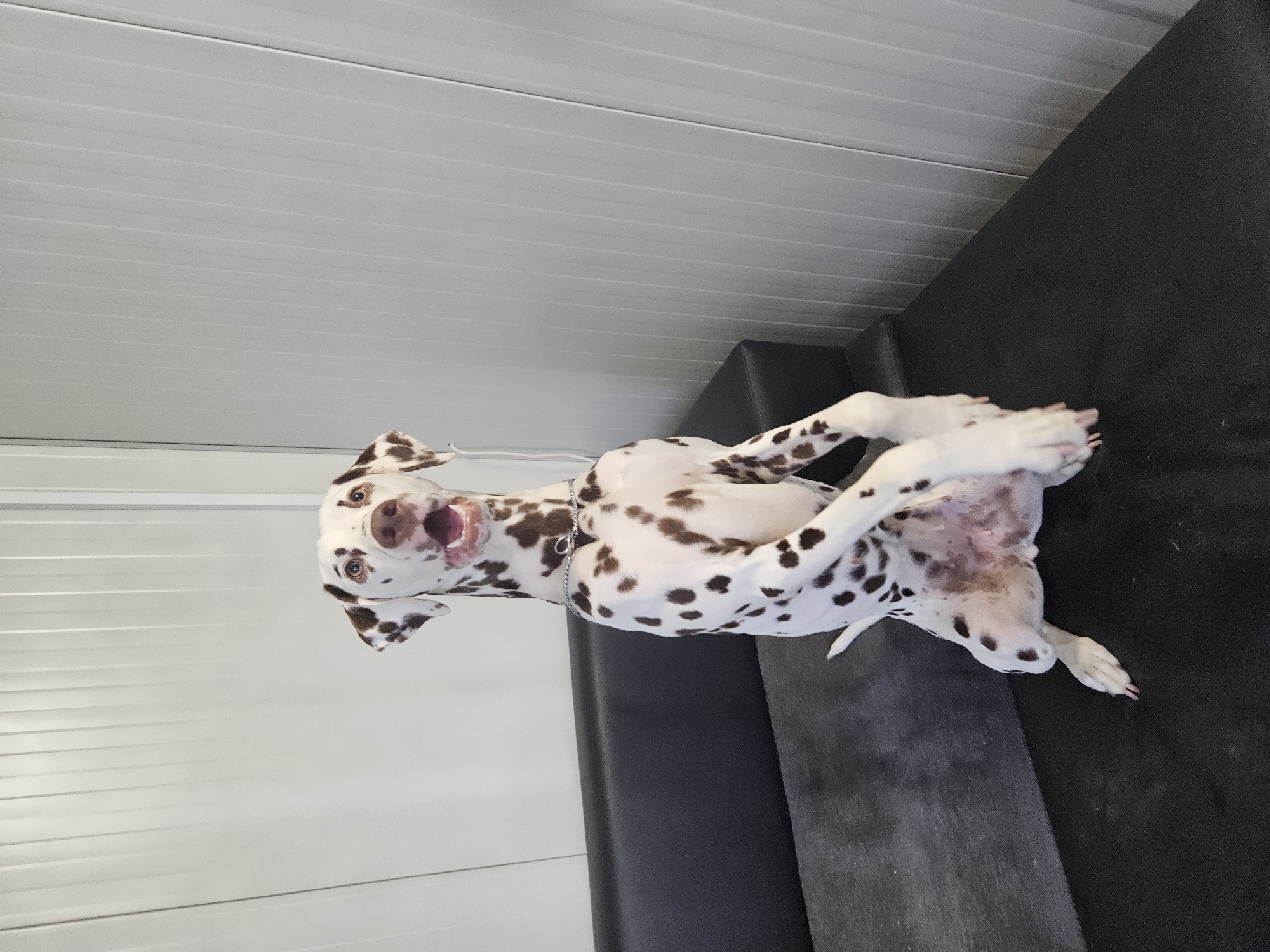 A Dalmatian dog with brown spots is lying on its back on a dark gray surface. The dog is indoors, with a white horizontally-paneled wall behind it.