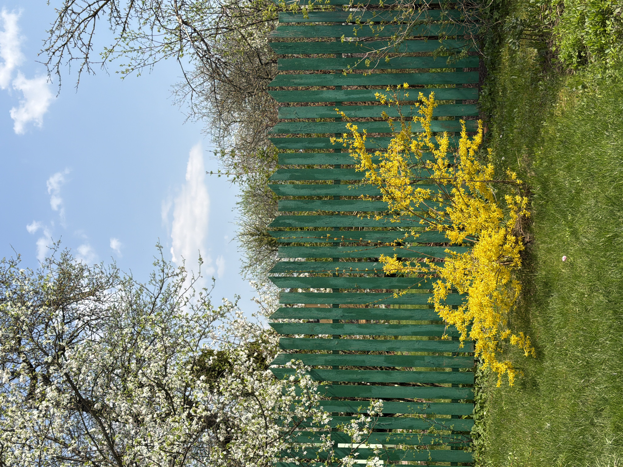 The image depicts a springtime scene, likely in a residential or suburban area, characterized by a vibrant green wooden fence that dominates the central composition. The fence is weathered, with visible wear and tear in the paint.
To the right of the fence is a flourishing forsythia bush, resplendent with bright yellow flowers, indicating that it is spring. Adjacent to the fence on the left, a flowering tree or shrub, covered in white blossoms, further reinforces the seasonal theme.
Beyond the fence, the sky is visible, exhibiting a clear blue hue with scattered white clouds. Above the fence, there is a hint of tree branches, some bare and some with small green buds, suggesting the transition from late winter to early spring.
The ground on the right side of the fence is covered in green grass. The overall composition suggests a serene and natural environment, characteristic of spring in Unknown, Unknown.