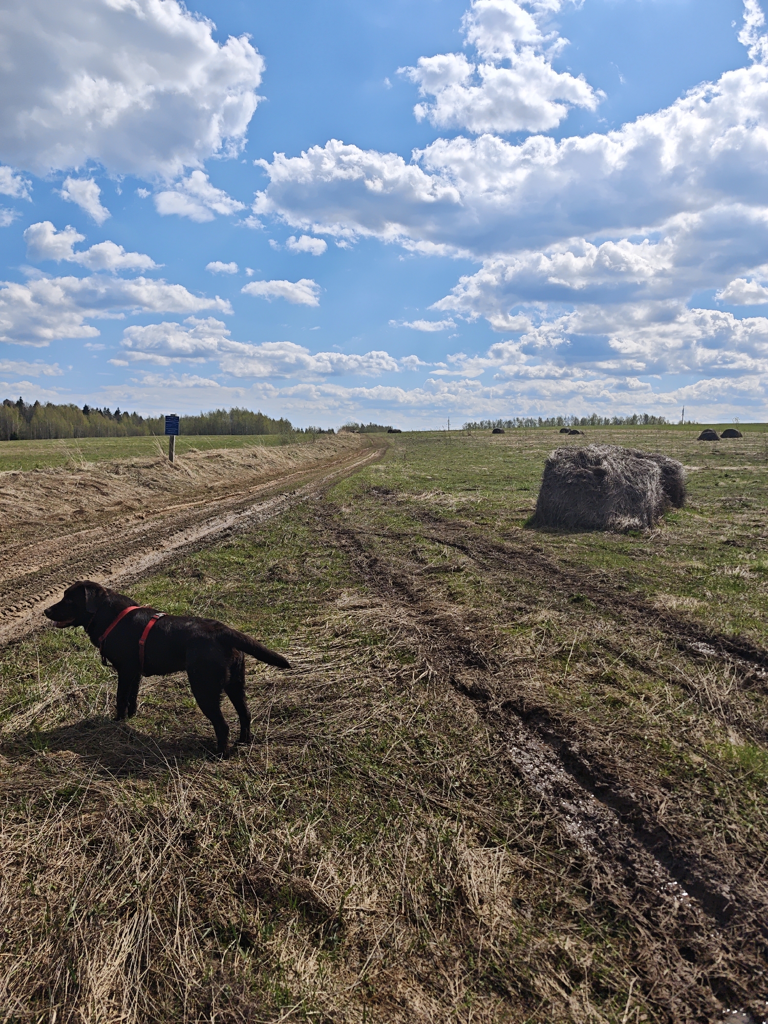The image depicts a rural scene under a bright, partly cloudy sky. A black Labrador retriever wearing a red harness stands in the left foreground on dry grass interspersed with patches of green. The dog is positioned near a dirt track characterized by visible tire tracks, suggesting vehicular passage. Beyond the track, a hay bale rests on a field of mixed dry and green vegetation. Further into the background, a line of trees is visible, and scattered hay bales are present in the distance. A blue signpost is situated to the left of the track. The location is identified as Unknown, Unknown.