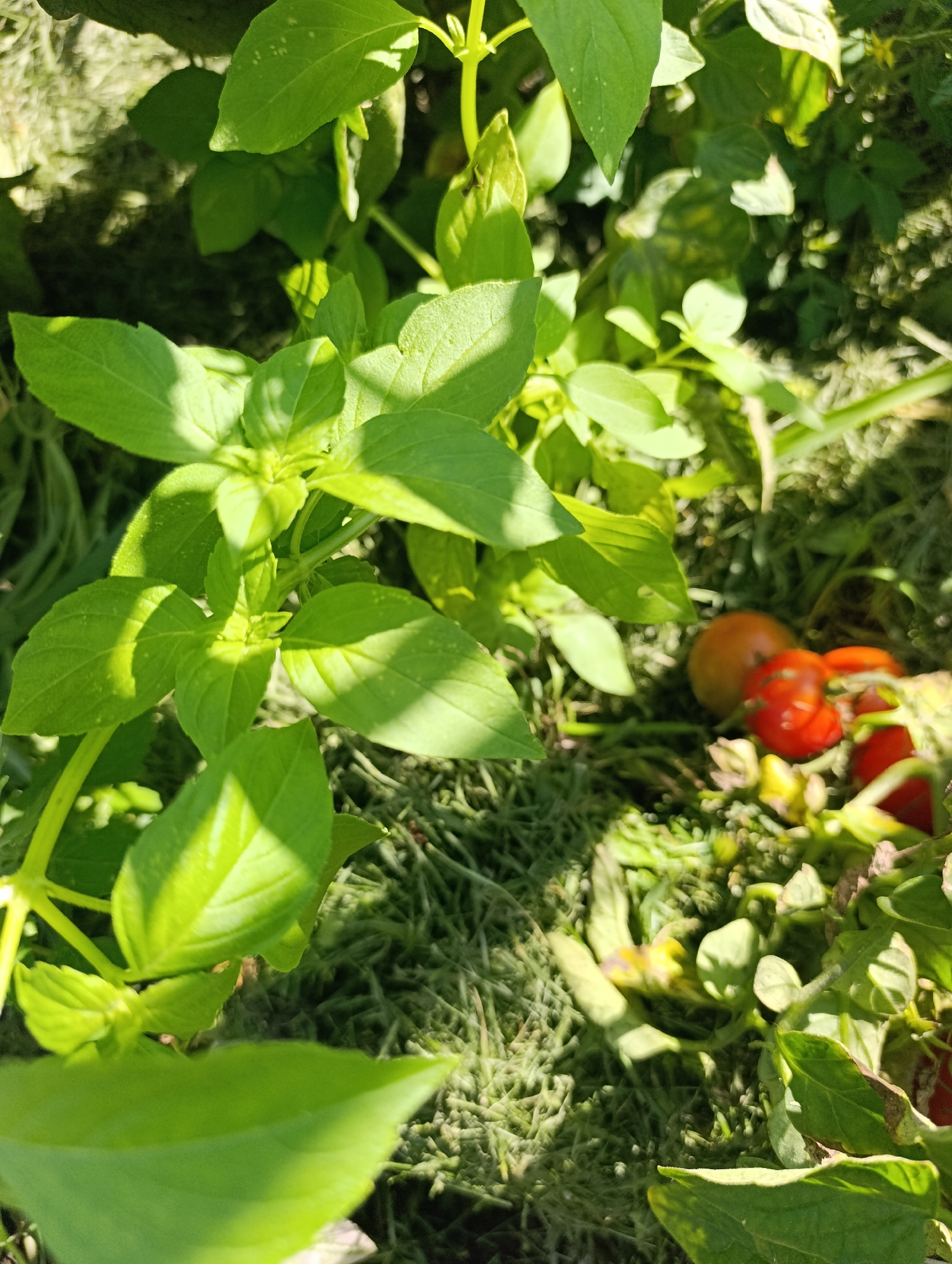 This is a close-up, eye-level, outdoor shot of a garden in Ivanovks, Russia. The image shows vibrant green basil plants in the foreground with several ripe red tomatoes in the background, scattered among grass and other foliage. Sunlight is casting shadows across the scene, highlighting the textures of the leaves and the ripeness of the tomatoes. No people are visible in the image.