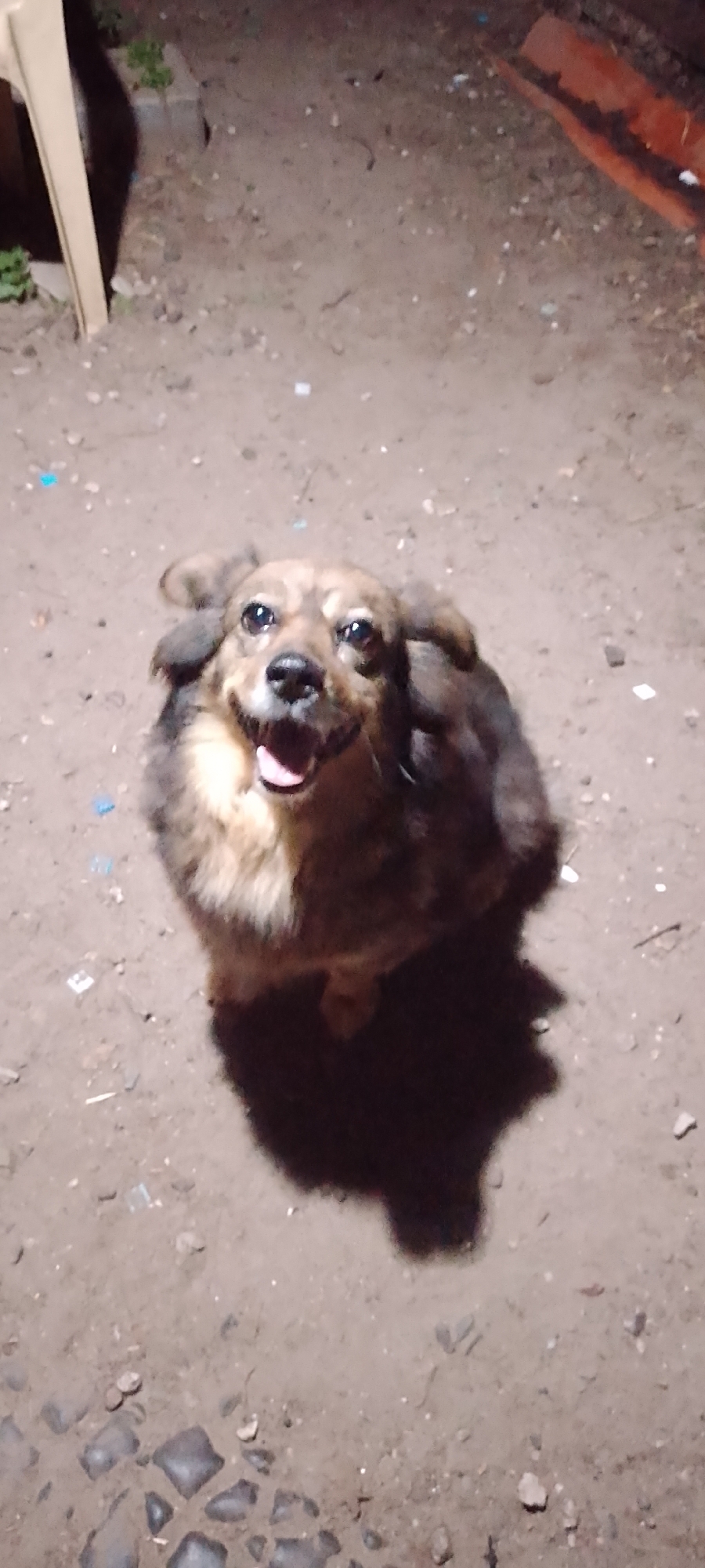 The image shows a medium-sized dog with brown and tan fur, sitting on a dirt ground. The dog is looking up with its mouth open, appearing to be panting or smiling. The ground is covered in dirt, small stones, and some scattered debris. In the background, a portion of a light-colored chair is visible on the left, and a reddish-orange object, possibly a piece of building material or a pipe, is present on the right. The lighting suggests it is nighttime or a dimly lit area. There are no people visible in the image. The location is identified as the city of Belgorod, Russia.