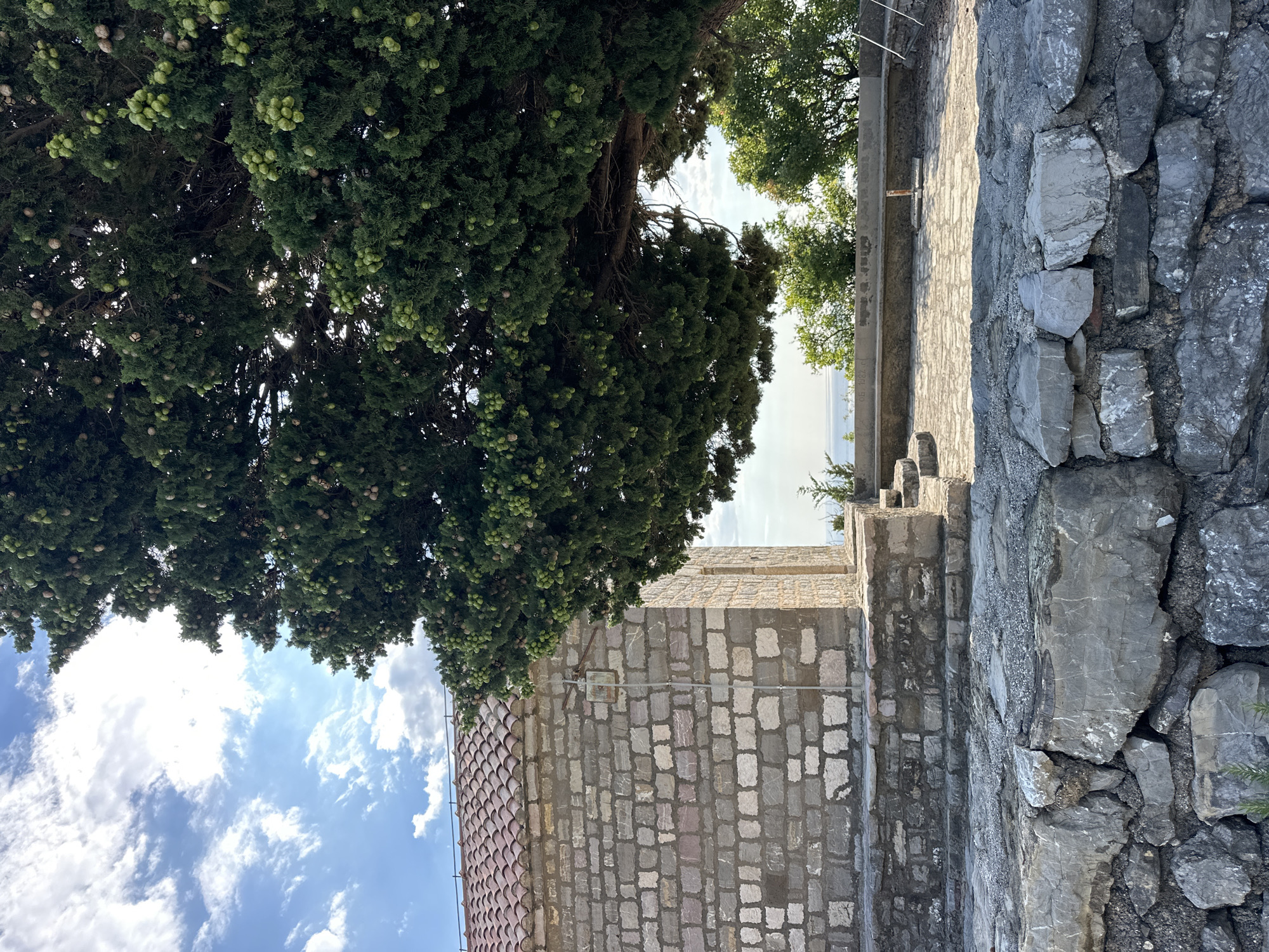 The image depicts a stone building with a red-tiled roof, situated in the village of Blizikuće, Montenegro. A large evergreen tree with numerous green cones dominates the right side of the frame, casting a shadow over part of the scene. In the foreground, there is a rough stone wall. Beyond the building and tree, the blue sea and sky are visible, suggesting a coastal location. The area appears to be an outdoor space, possibly a courtyard or terrace, with stone paving and a concrete bench. The overall atmosphere is tranquil and natural.