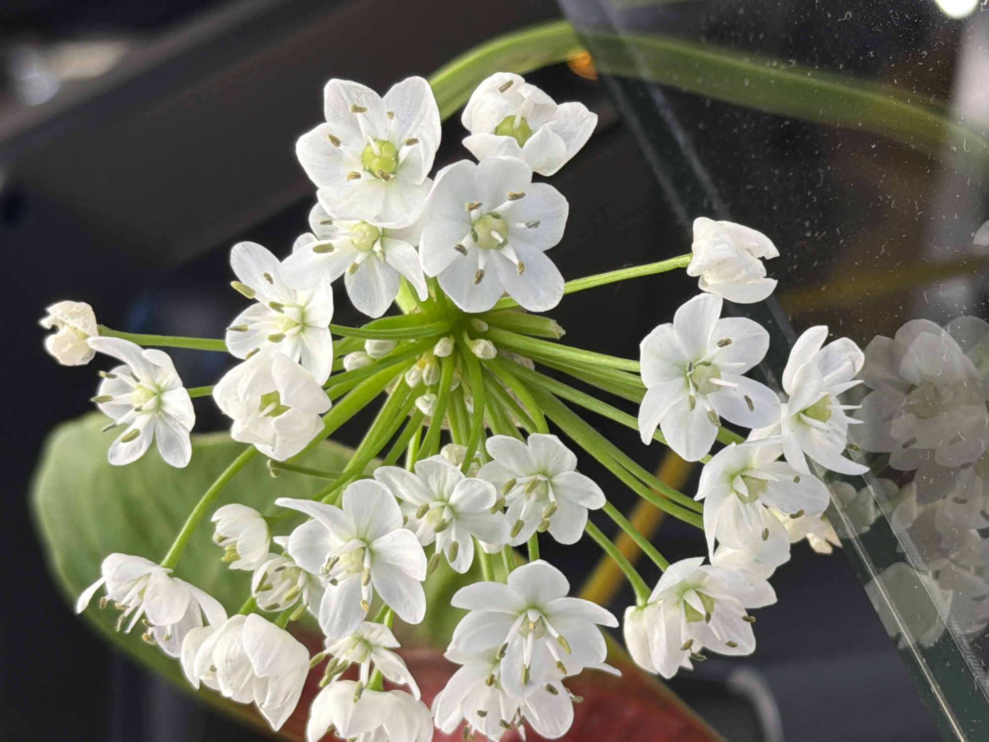 A close-up shot shows a cluster of white flowers with green stems. The flowers are small and have five petals, with visible stamens and pistils. The cluster is dense, with some flowers still in bud form. The background is blurred, but hints of green leaves and a dark surface can be seen. The scene appears to be indoors, likely near a window due to the soft lighting. The image does not provide information to identify the location in Izhevsk, Russia.