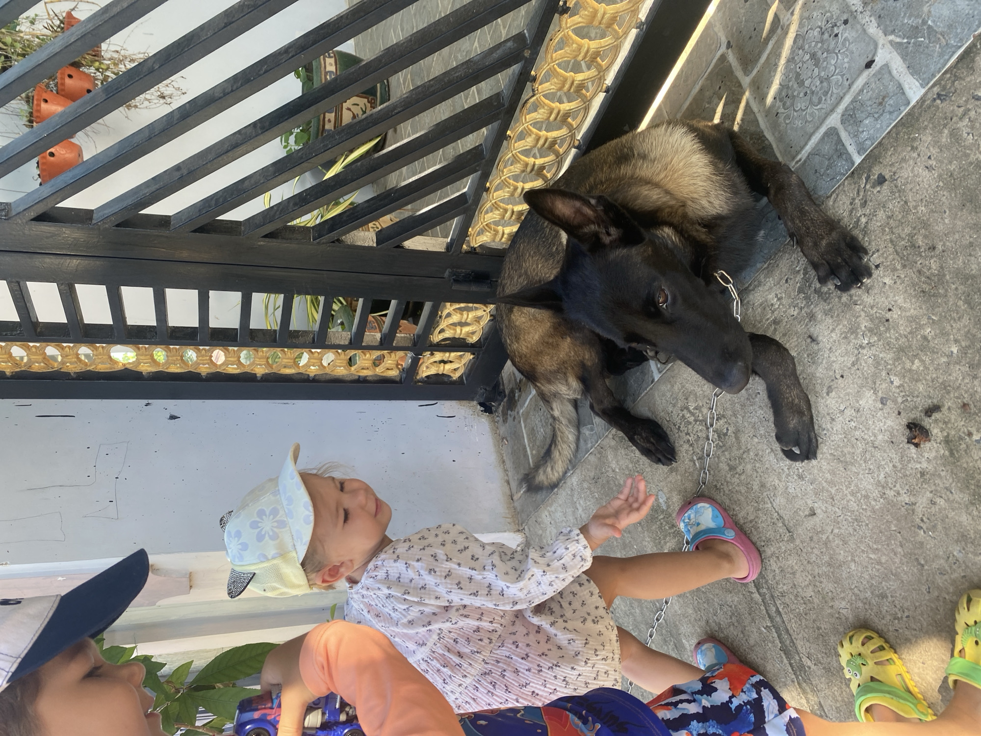 In Mũi Né, Vietnam, a young girl wearing a floral-patterned dress and a cap with cat ears is reaching towards a large dog lying on the ground. The dog, a dark-colored Belgian Malinois, is wearing a metal chain around its neck and is positioned in front of a black metal gate with gold decorative elements. To the left of the girl, another child, partially visible, is wearing a blue and white patterned garment and holding a blue toy. The ground is paved with concrete and stone tiles. Sunlight casts shadows across the scene, indicating an outdoor setting.