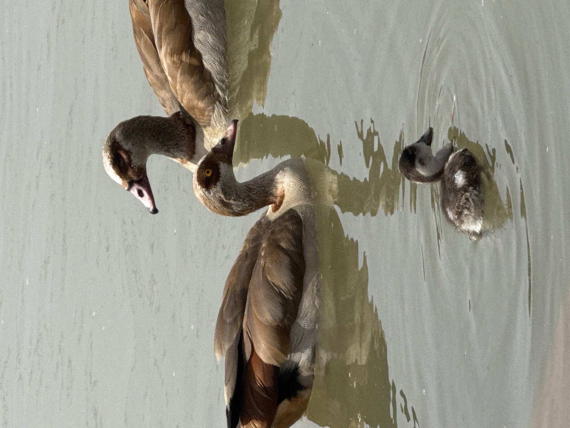 Two Egyptian geese are on the water, likely a pond or lake. One is partially submerged with its head under the water, the other is watching. There is a duckling at the side of the pond making ripples in the water. The location is Tel-Aviv, Israel, based on the presence of Egyptian geese, a species commonly found in urban environments there.
