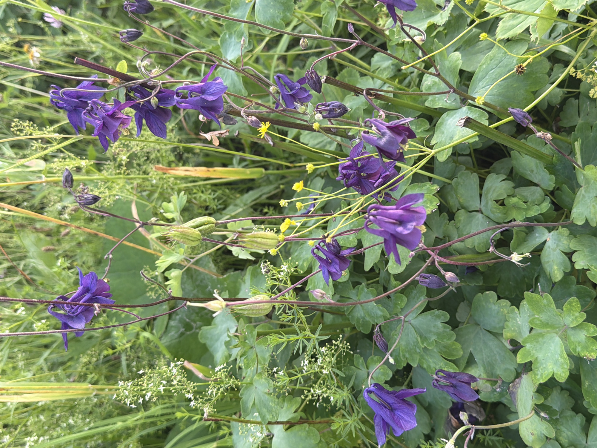 In Cherdyn, Russia, a close-up, eye-level view captures a cluster of purple Columbine flowers in a lush, green outdoor setting. The flowers, with their distinctive spurs, are the primary subject, some in full bloom and others in bud. Their delicate petals are a deep violet, some appearing slightly faded. They are supported by thin, dark stems that weave through the foliage. Interspersed among the Columbines are small white flowers and yellow buttercups, adding touches of contrast to the scene. Green leaves, some broad and lobed, form a dense backdrop, creating a sense of natural abundance. The lighting suggests it is daytime, possibly overcast given the soft illumination. The overall environment is a wild, overgrown garden or meadow, characteristic of a rural or semi-rural Russian landscape. There are no people visible in the image, and no specific actions or interactions are depicted.