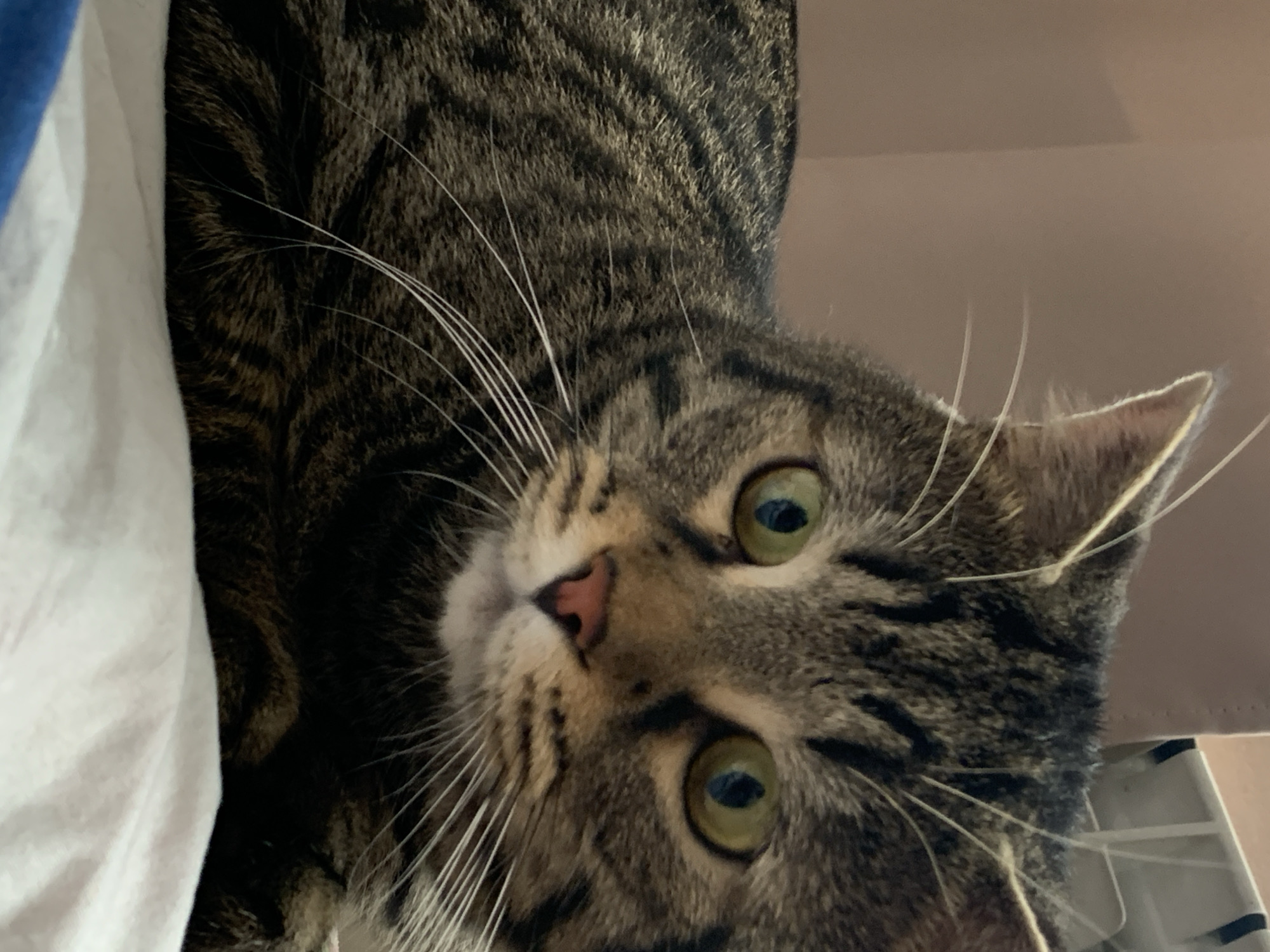 A close-up, slightly blurry, eye-level shot shows a tabby cat's face and front of its body, lying on a white surface, likely a bed, with a soft pinkish-brown wall in the background. The cat's fur is a mix of dark brown, black, and lighter brown stripes. Its eyes are large and green with black pupils. The cat's nose is pink, and it has long white whiskers. The lighting is soft and even. There are no people visible in the image. The scene appears to be indoors, in a domestic setting.