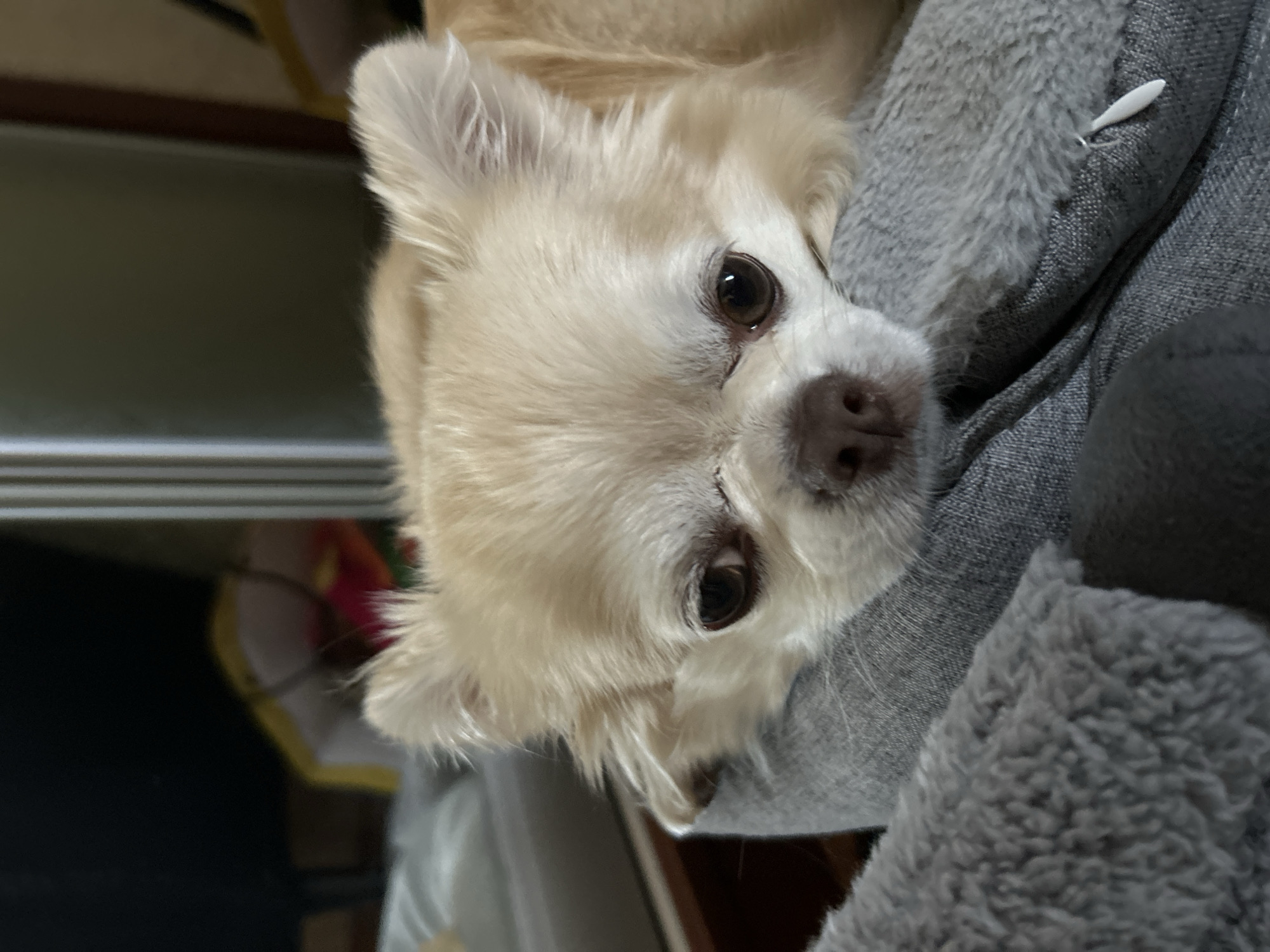 A close-up, eye-level shot shows a tan and white Chihuahua resting its head on a gray textured surface, possibly a pet bed or blanket. The dog's eyes are partially closed, giving it a sleepy or content expression. Its ears are erect and fluffy. The background is out of focus, with hints of furniture and possibly a window. The scene appears to be indoors, in a domestic setting within the city of Moskovskiy, Russia.