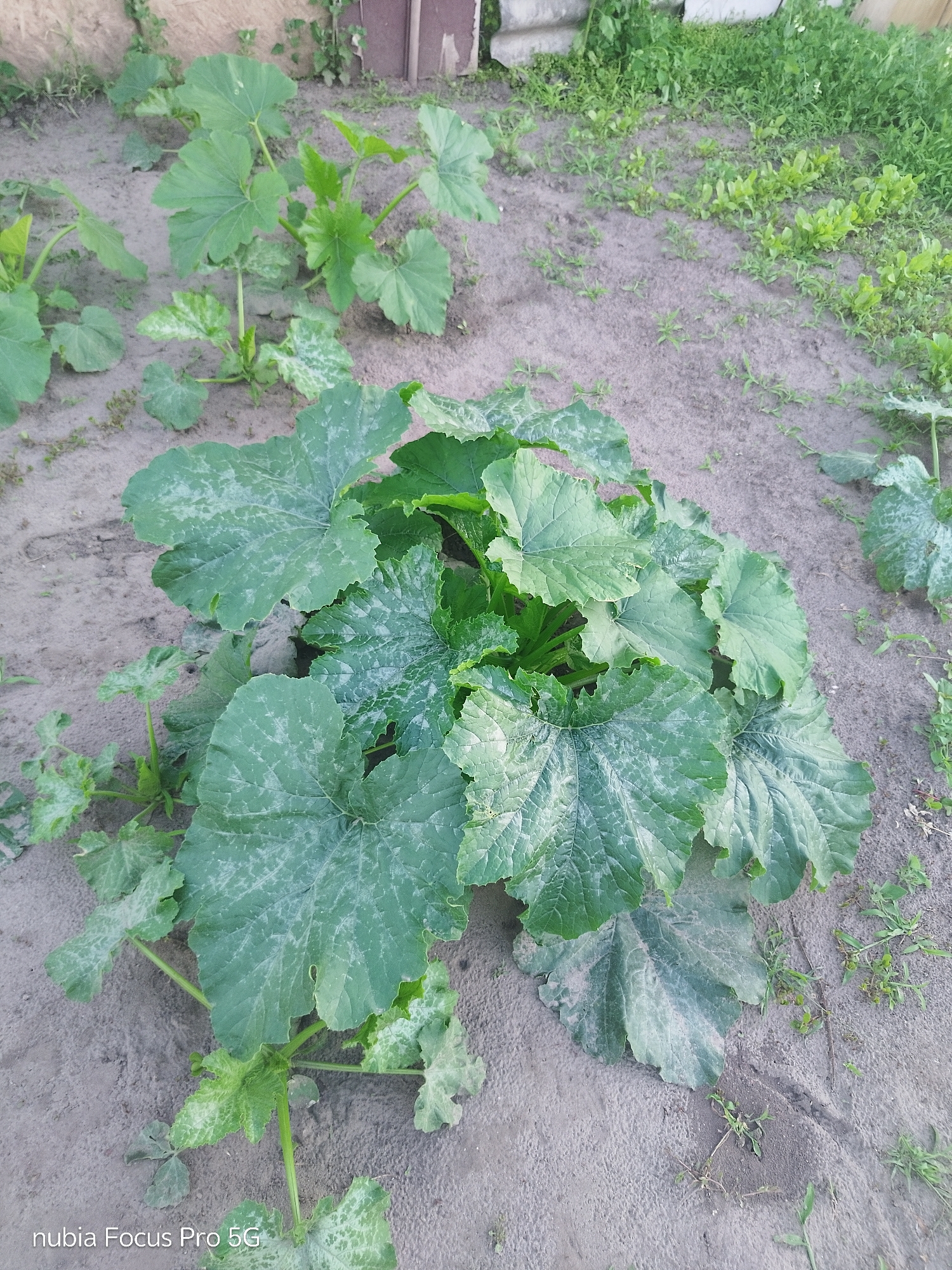 The image depicts a small garden bed in Dnipro, Ukraine, likely a backyard or community garden, with several young zucchini plants growing in sandy soil. The plants are characterized by large, deep green leaves, some of which show signs of powdery mildew, appearing as white splotches. In the background, there is a wooden fence and sparse green vegetation. The overall scene suggests a natural, outdoor setting, possibly taken during daylight hours.