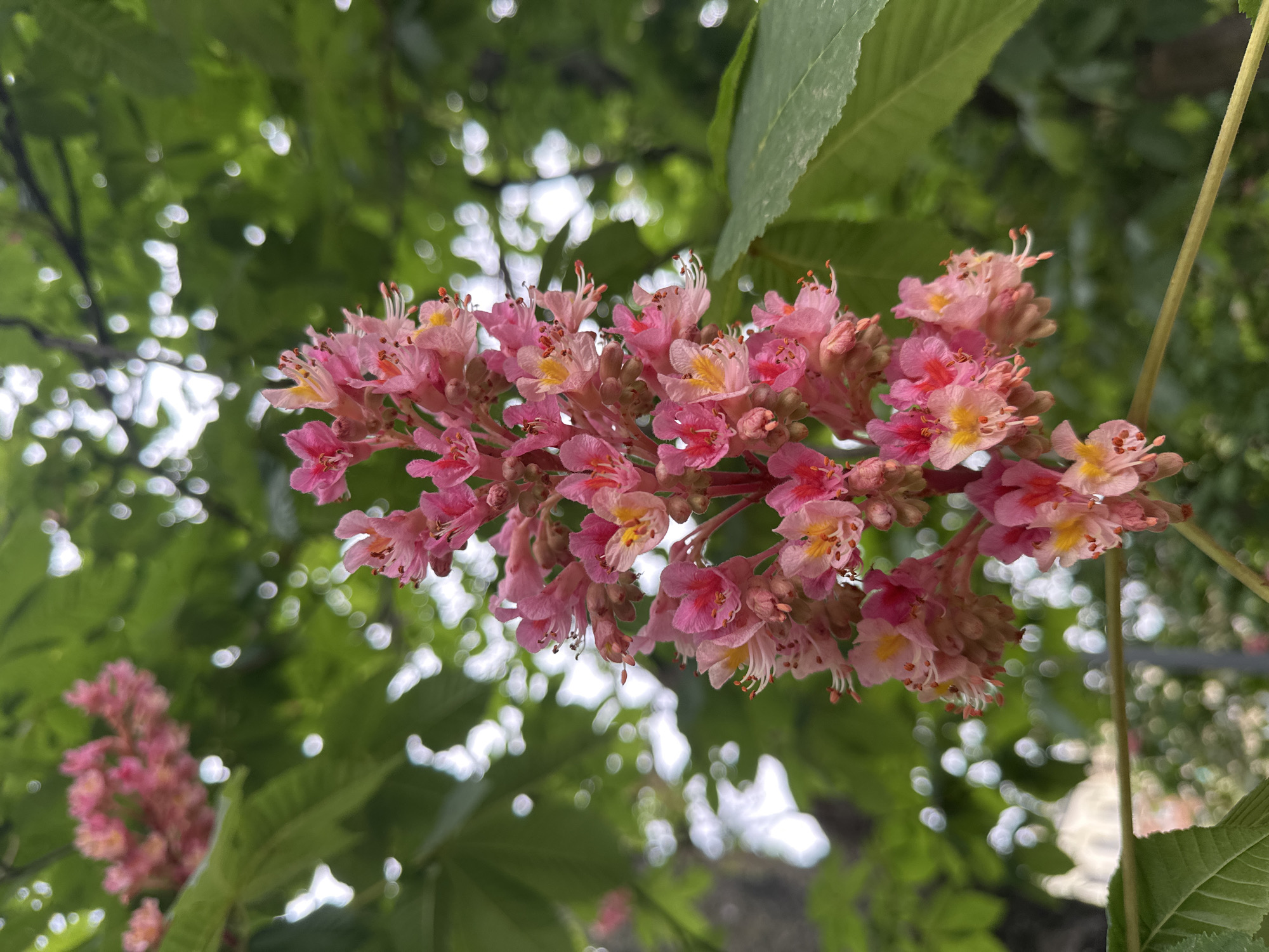 The image is a close-up shot of a cluster of pink flowers, likely Red Horse-Chestnut blossoms, with green leaves and blurred foliage in the background. The scene appears to be captured from below, looking up into the flowering tree. Bokeh effects indicate sunlight filtering through the leaves. The location is Milan, Italy.